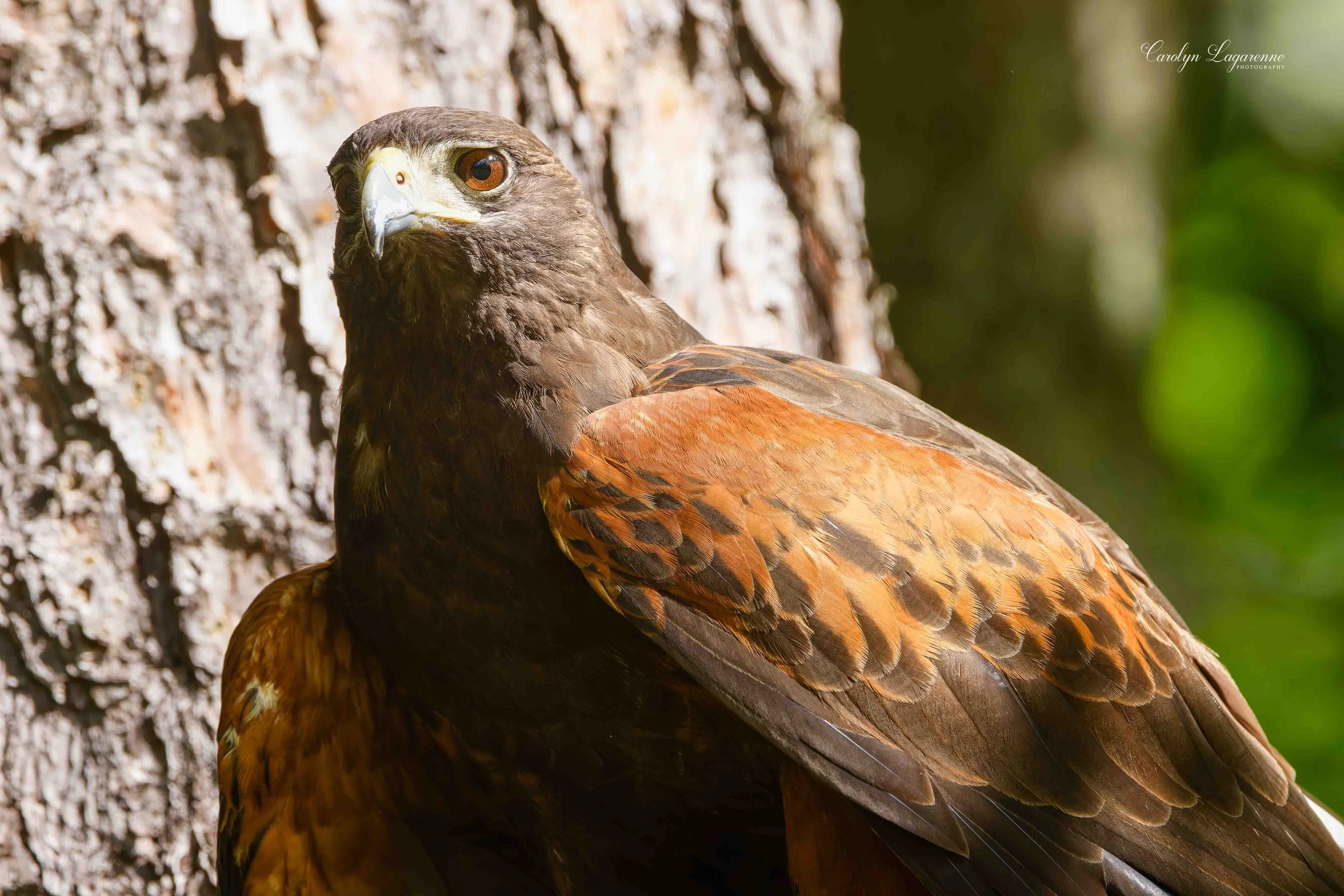 Harris's Hawk