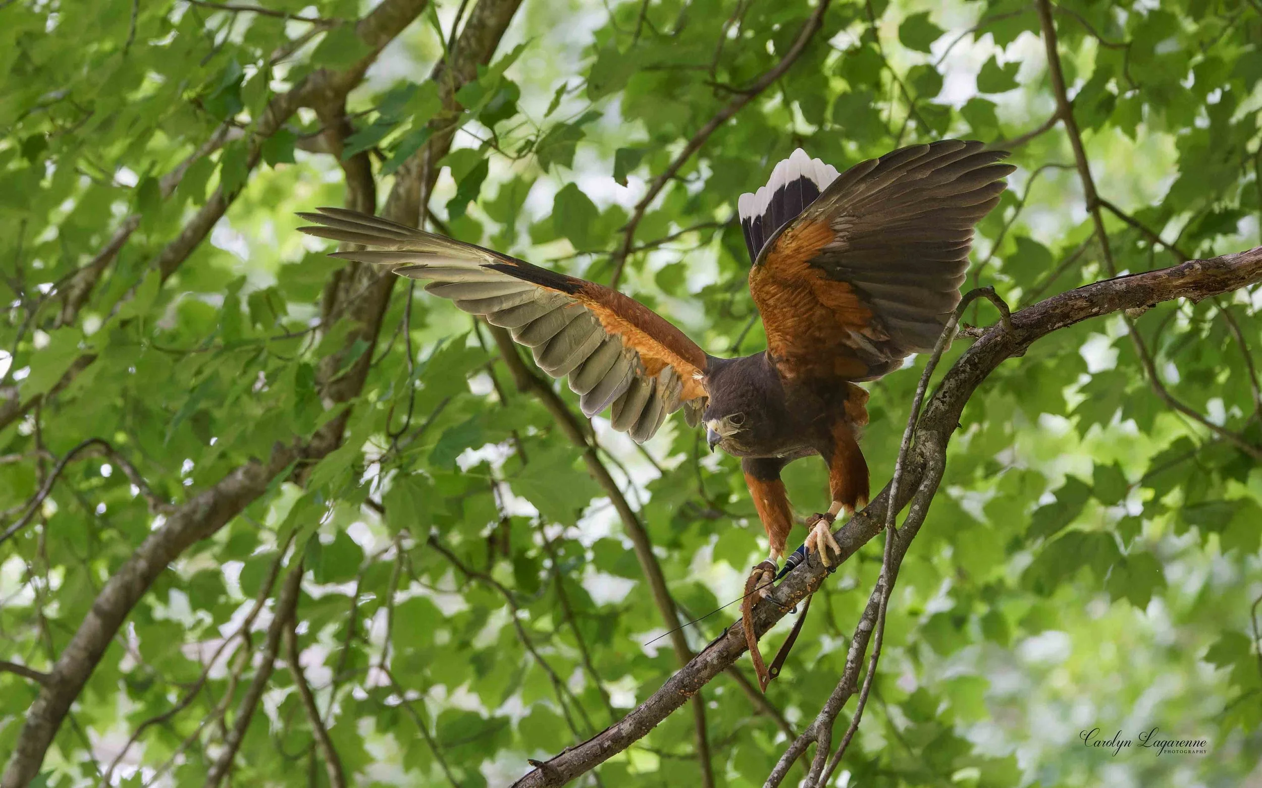 Harris's Hawk