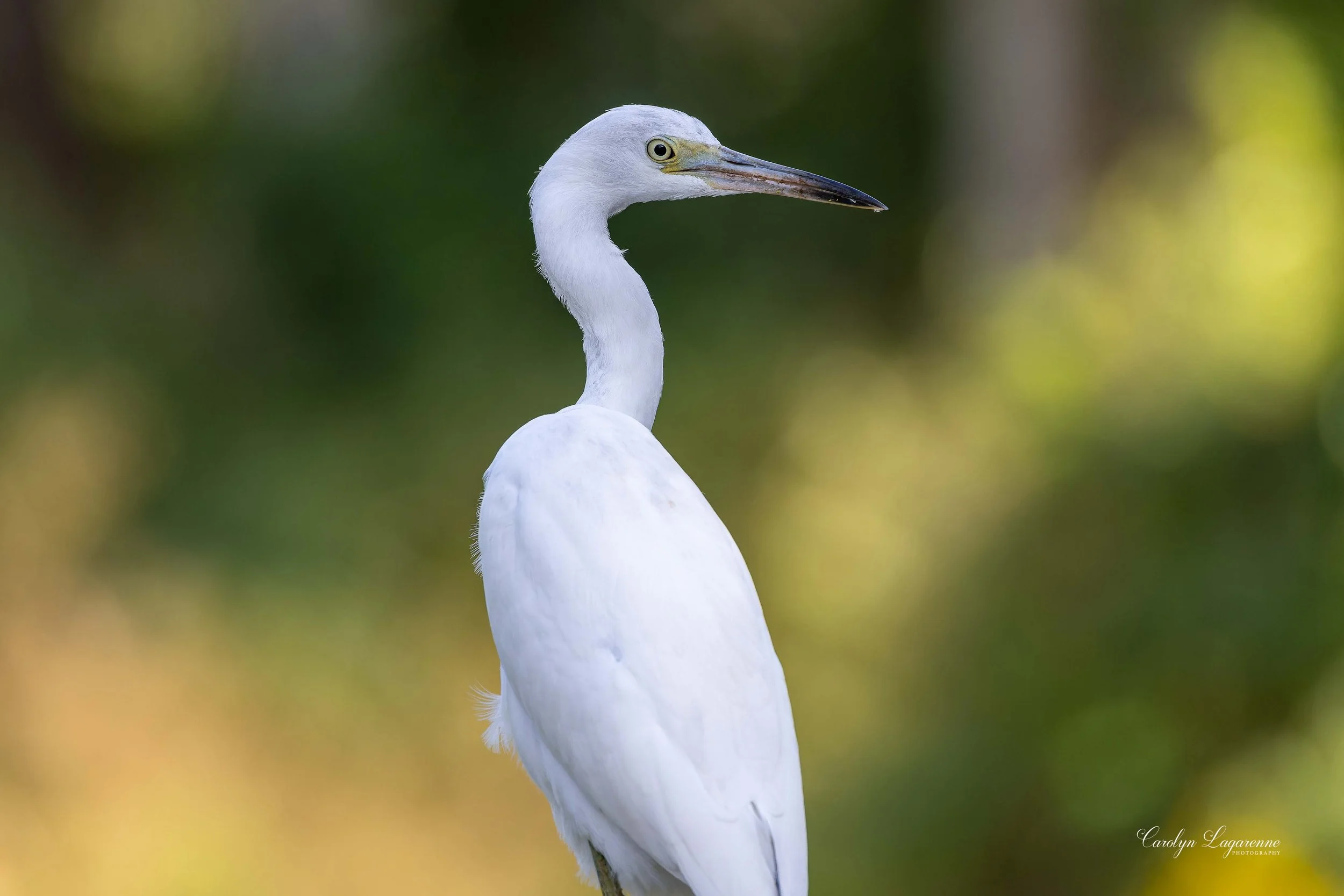 Little Blue Heron