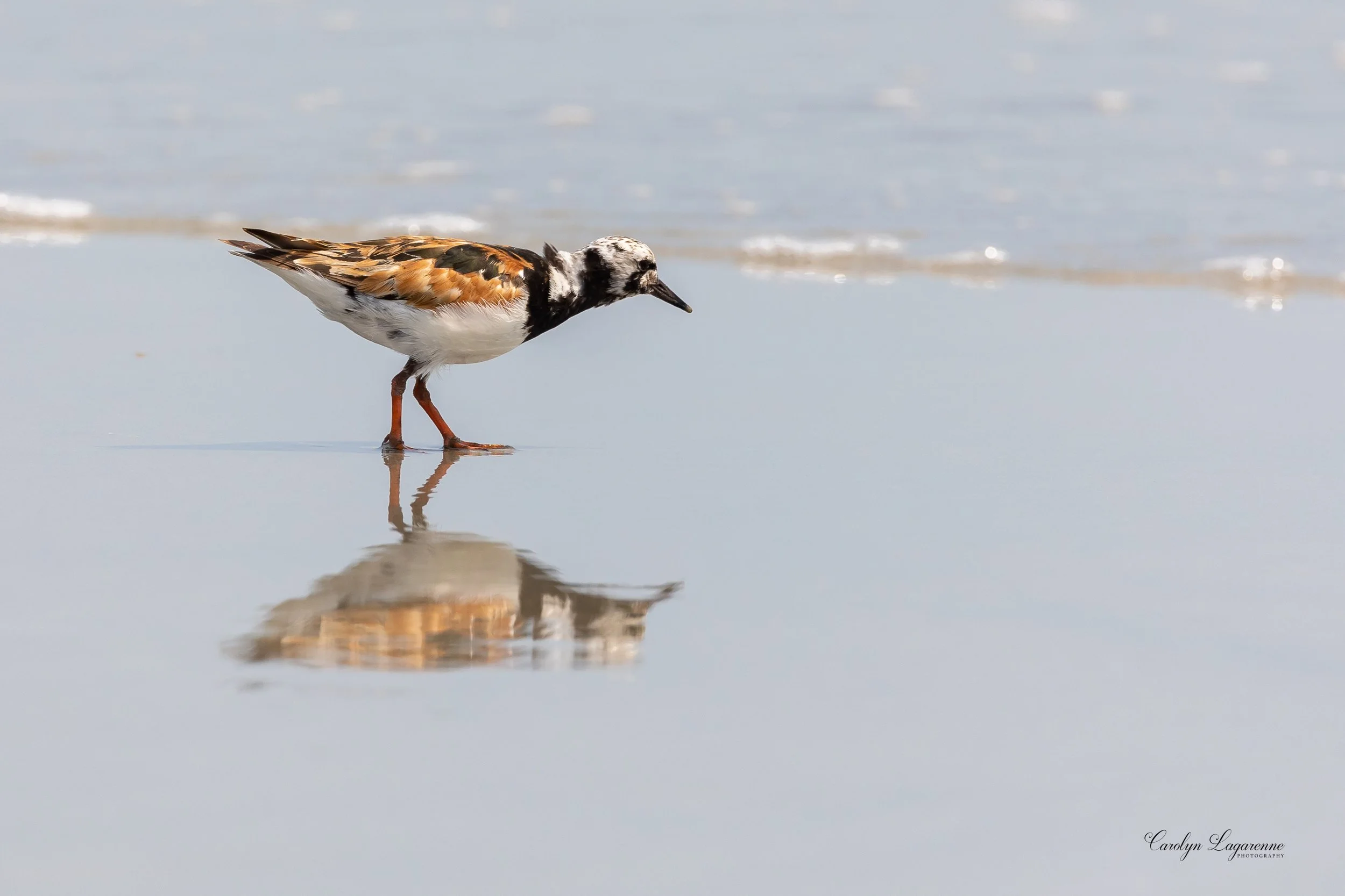 Ruddy Turnstone
