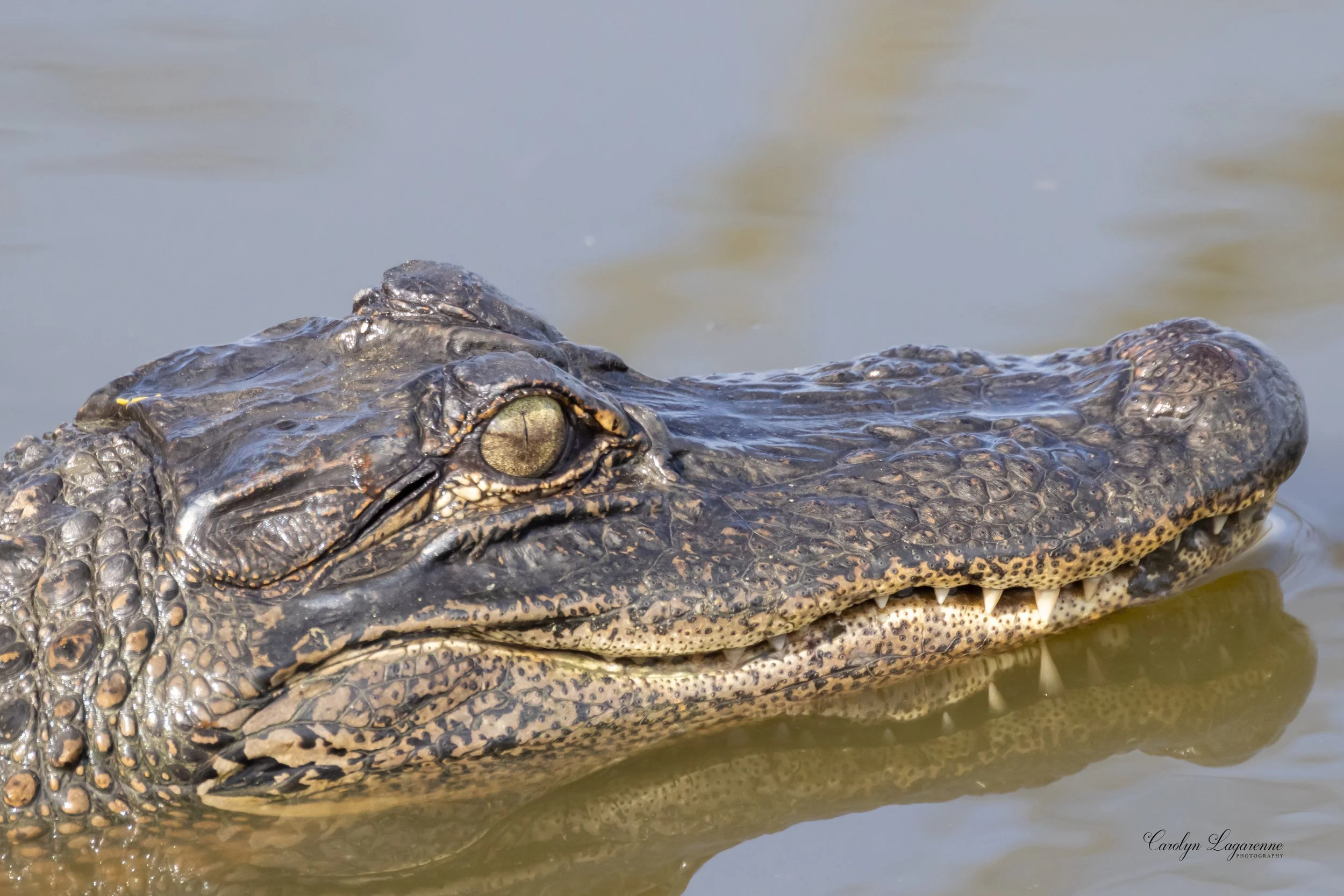 American Alligator