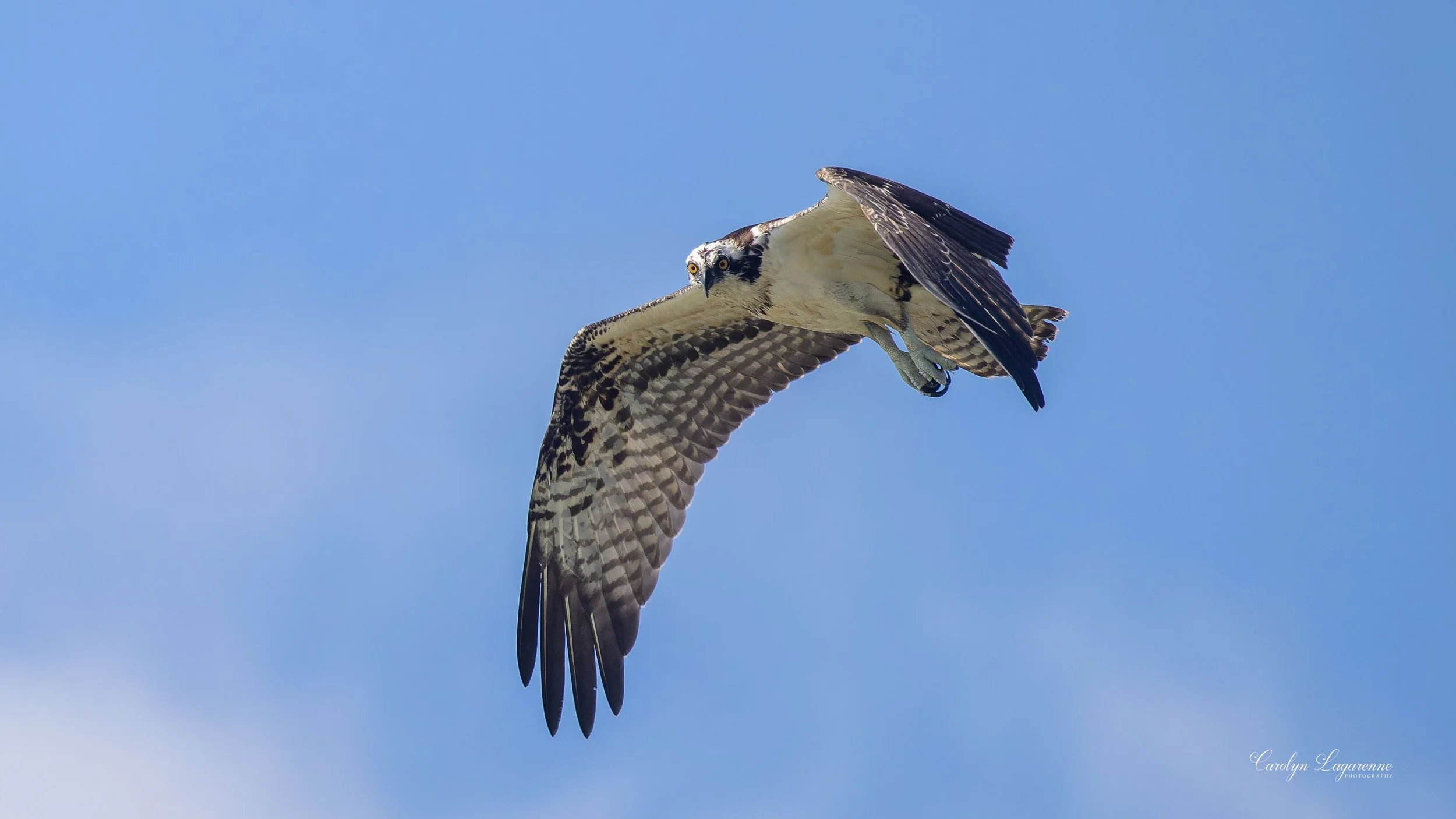 Osprey