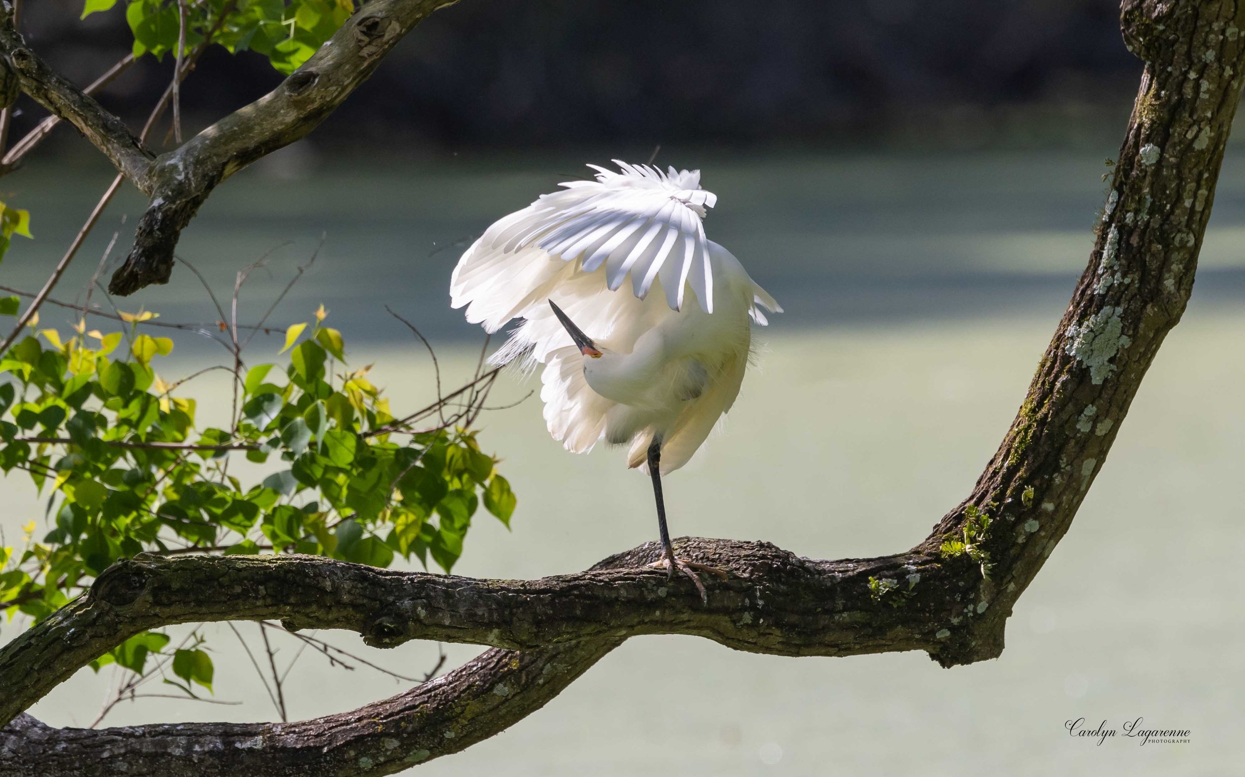 "Nesting," Snowy Egret