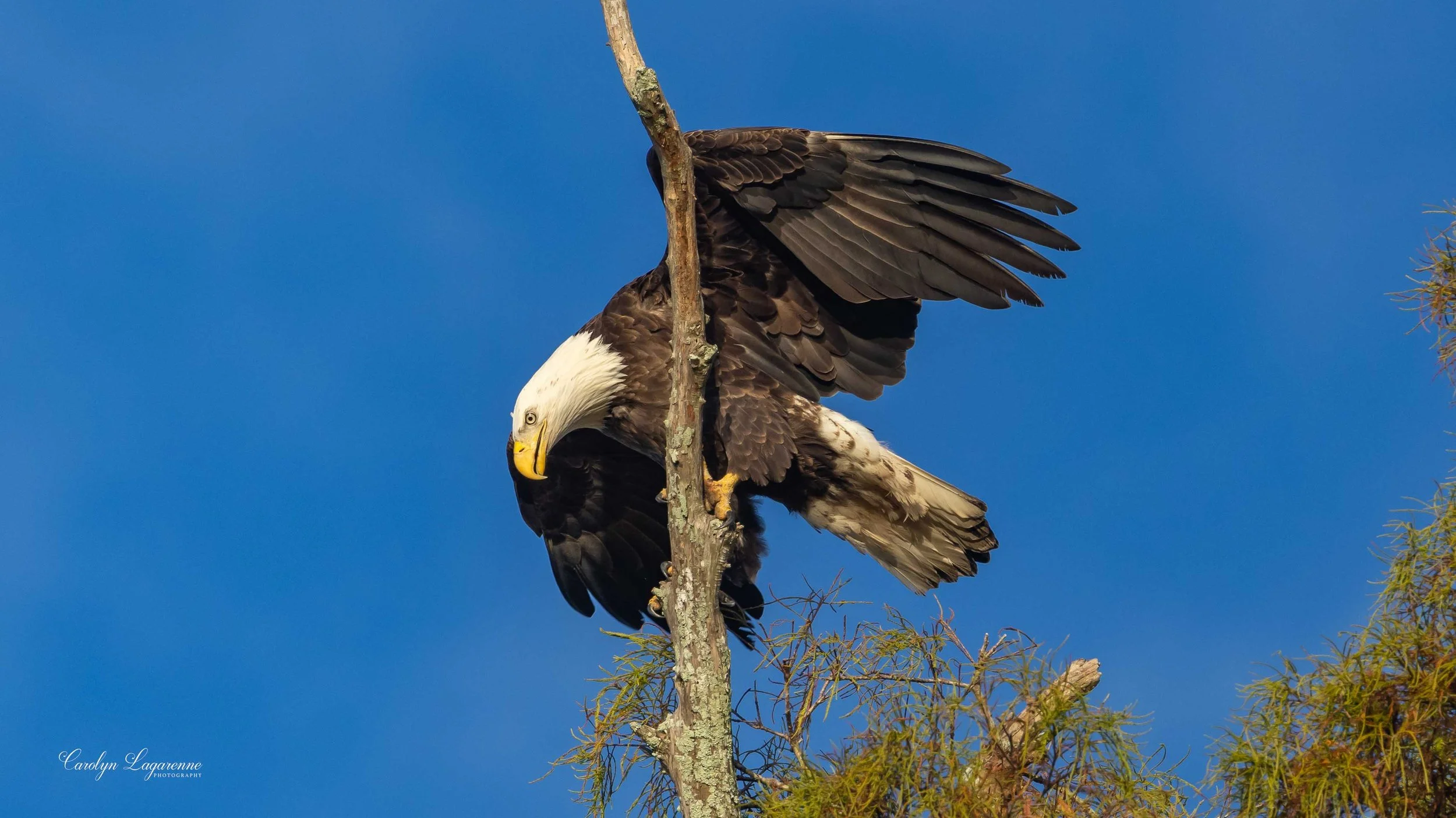 American Bald Eagle