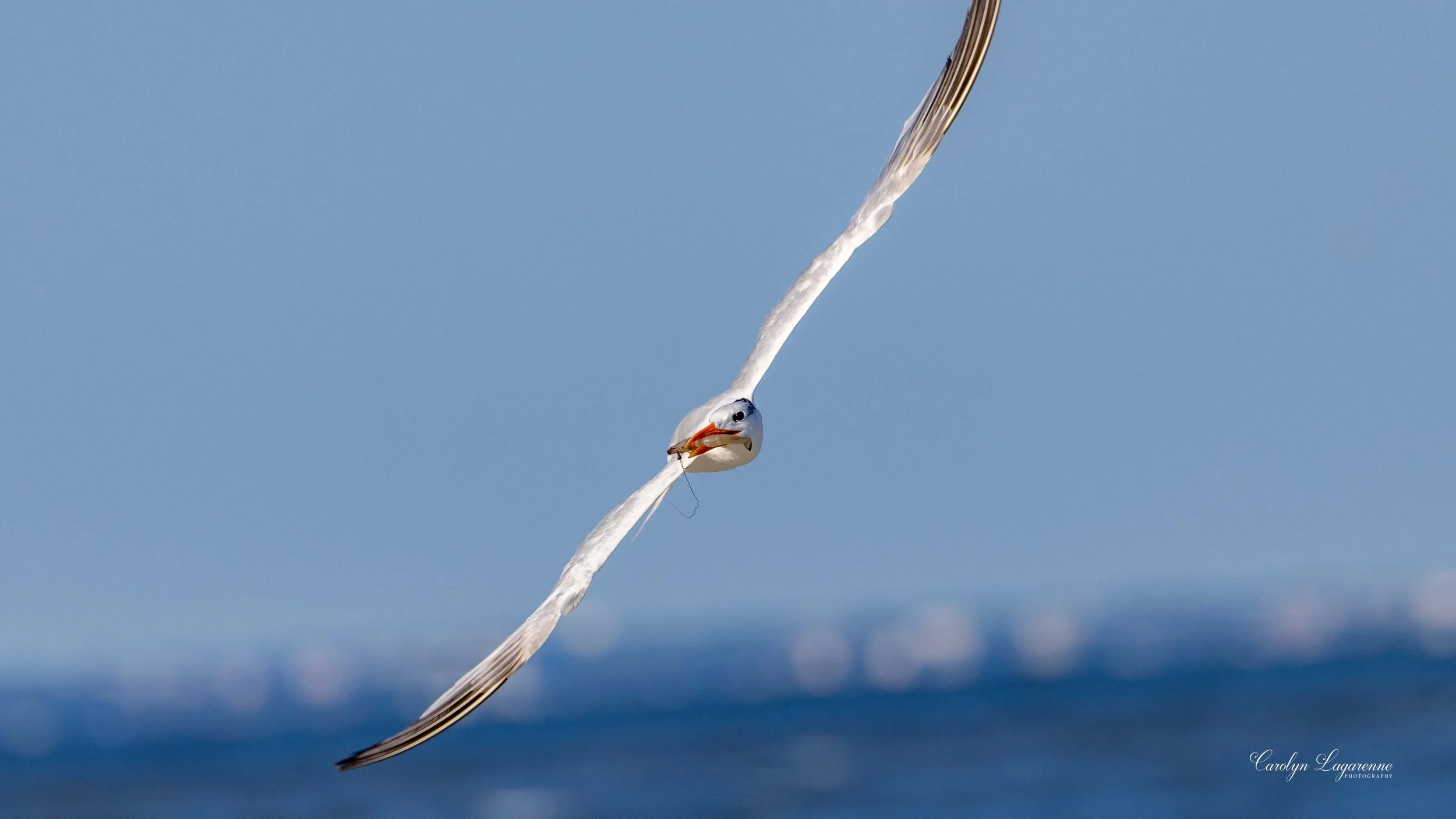 Royal Tern