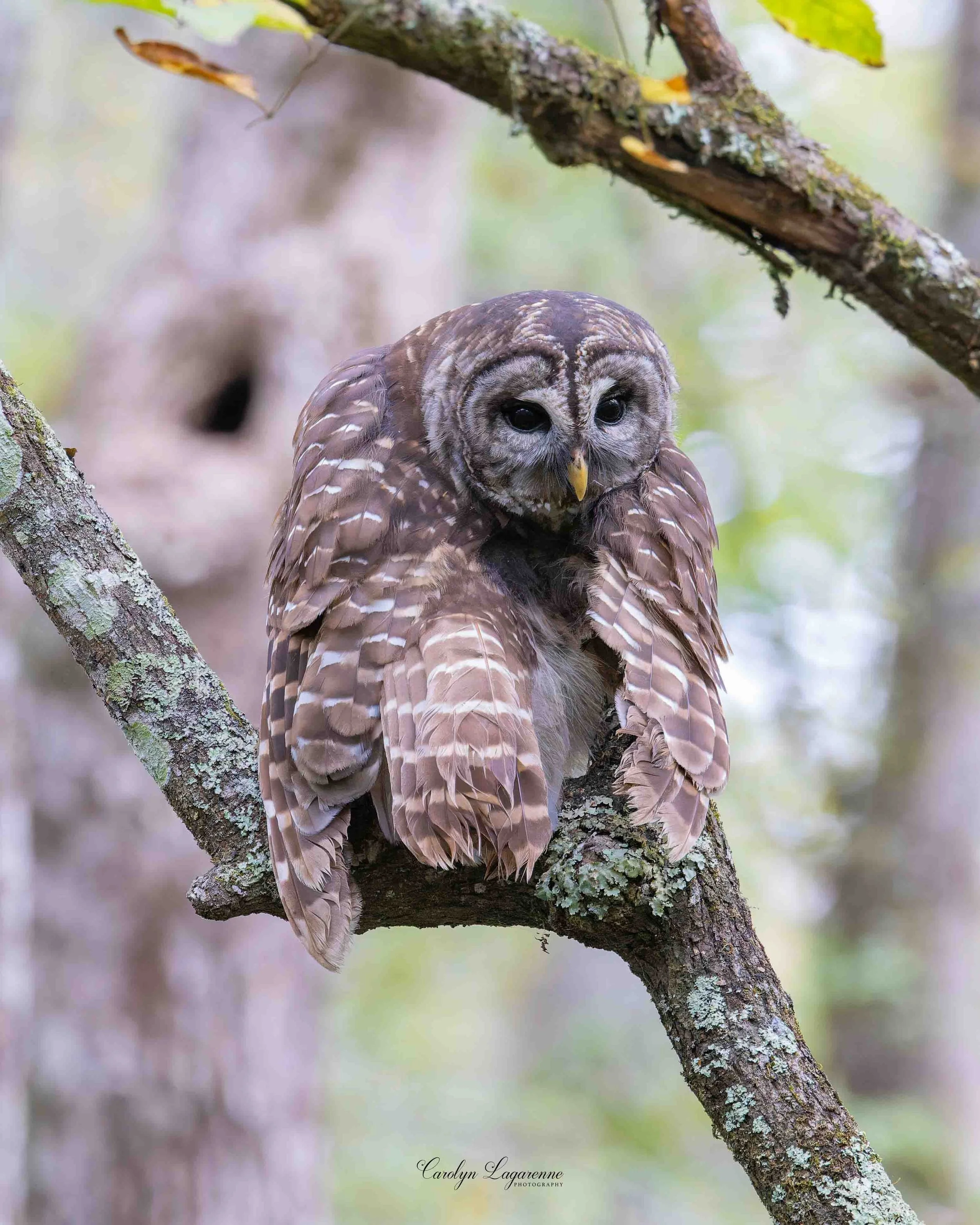 Barred Owl