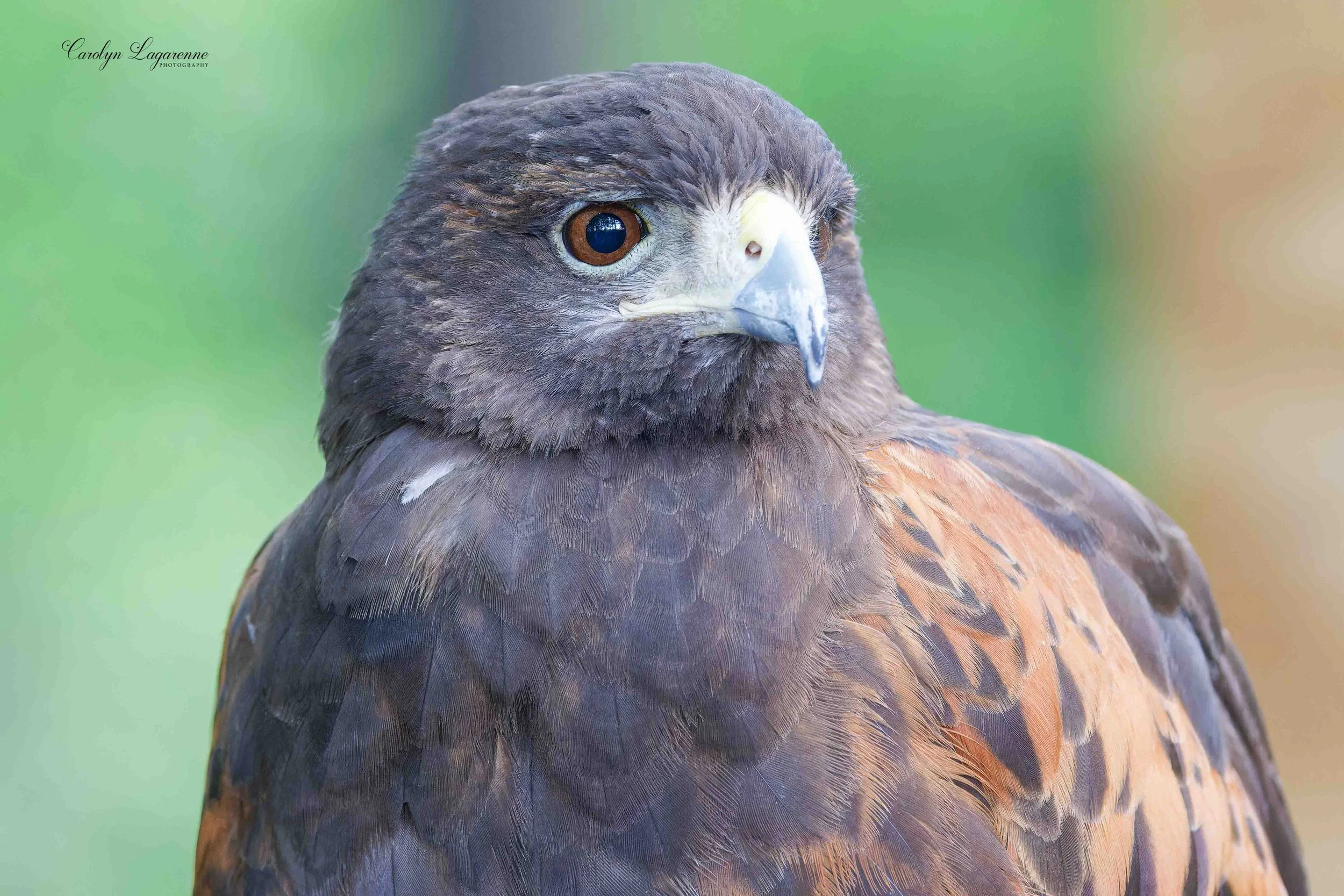 Harris's Hawk