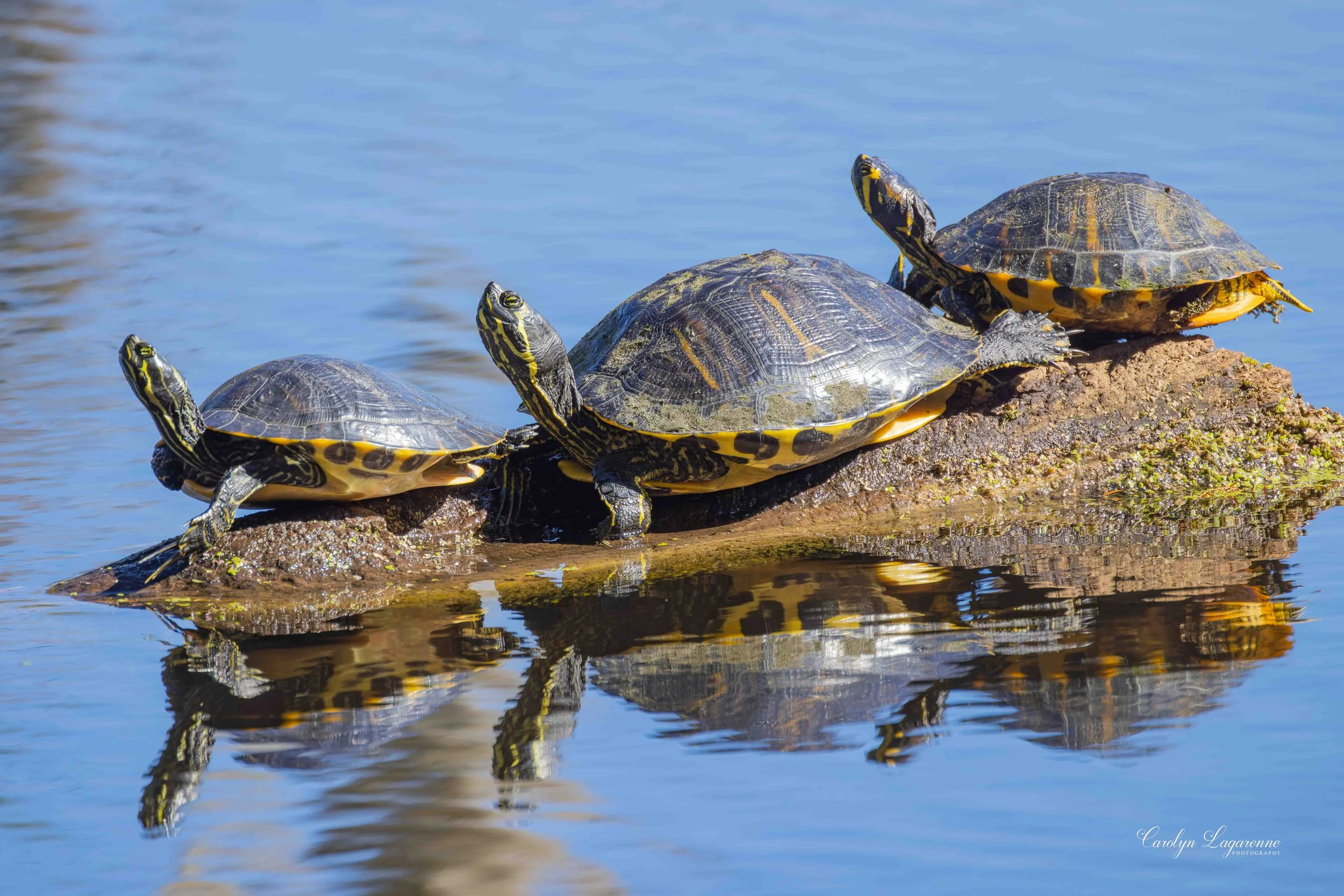 Yellow-bellied Sliders