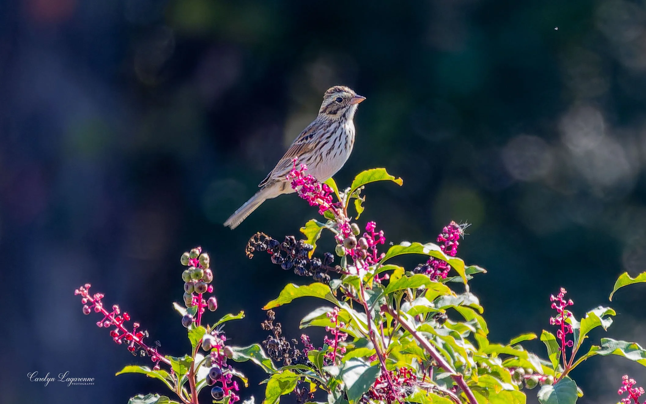 Savannah Sparrow