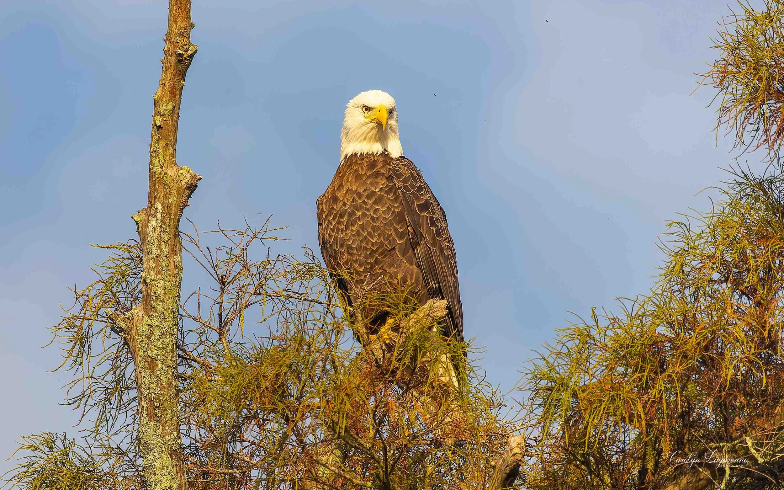 American Bald Eagle