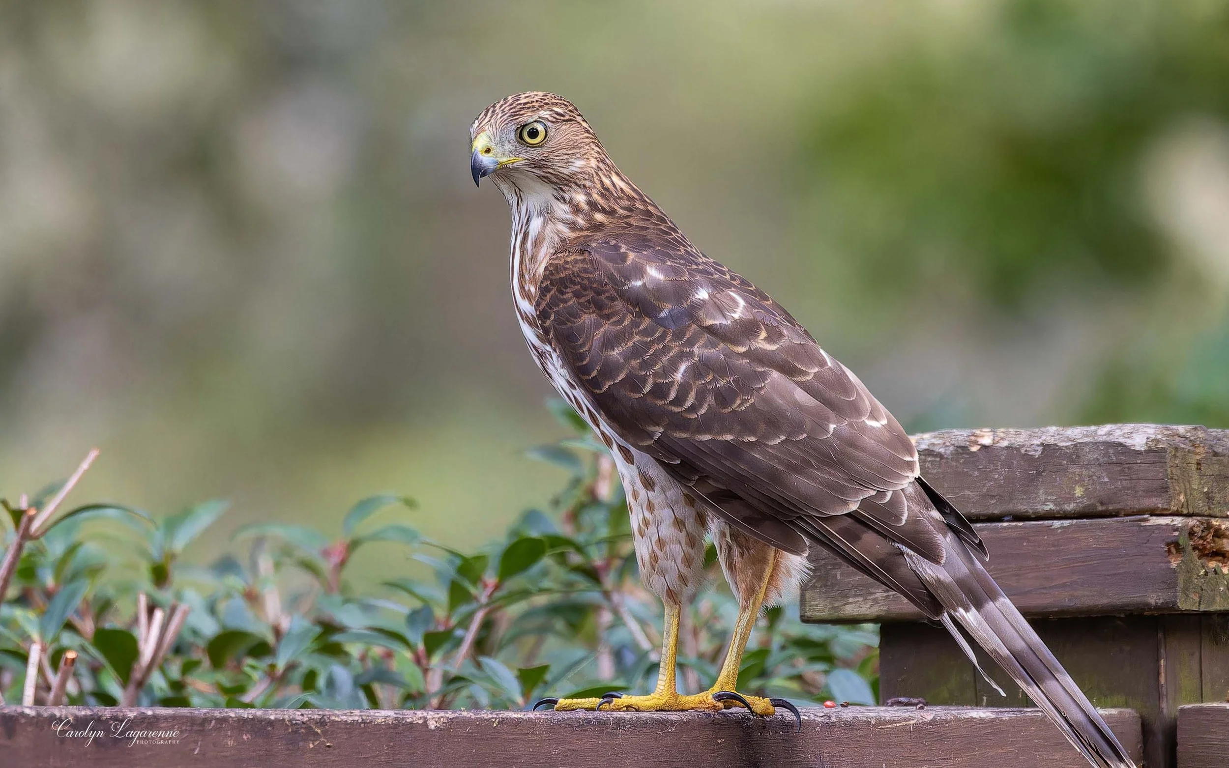Cooper's Hawk