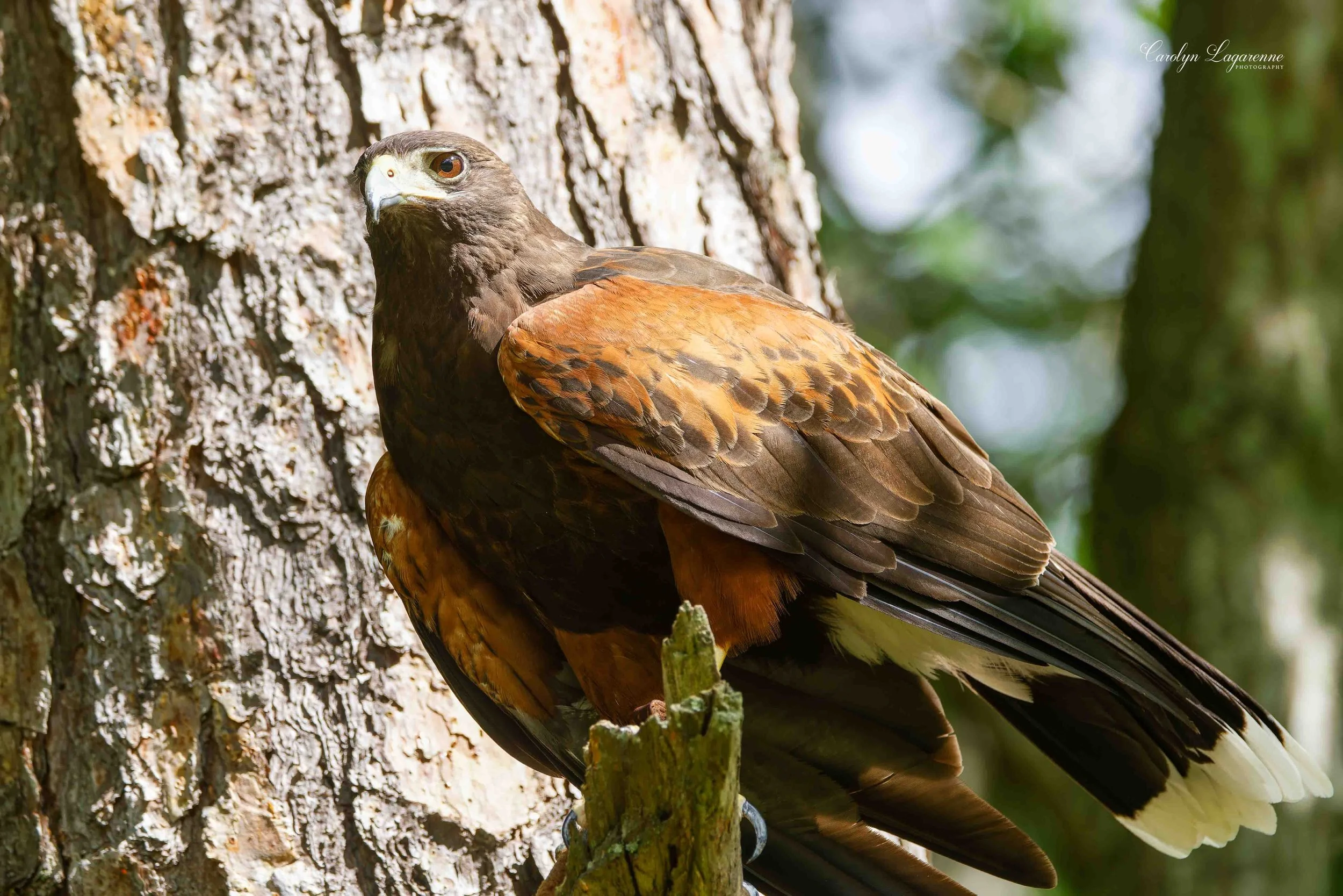 Harris's Hawk
