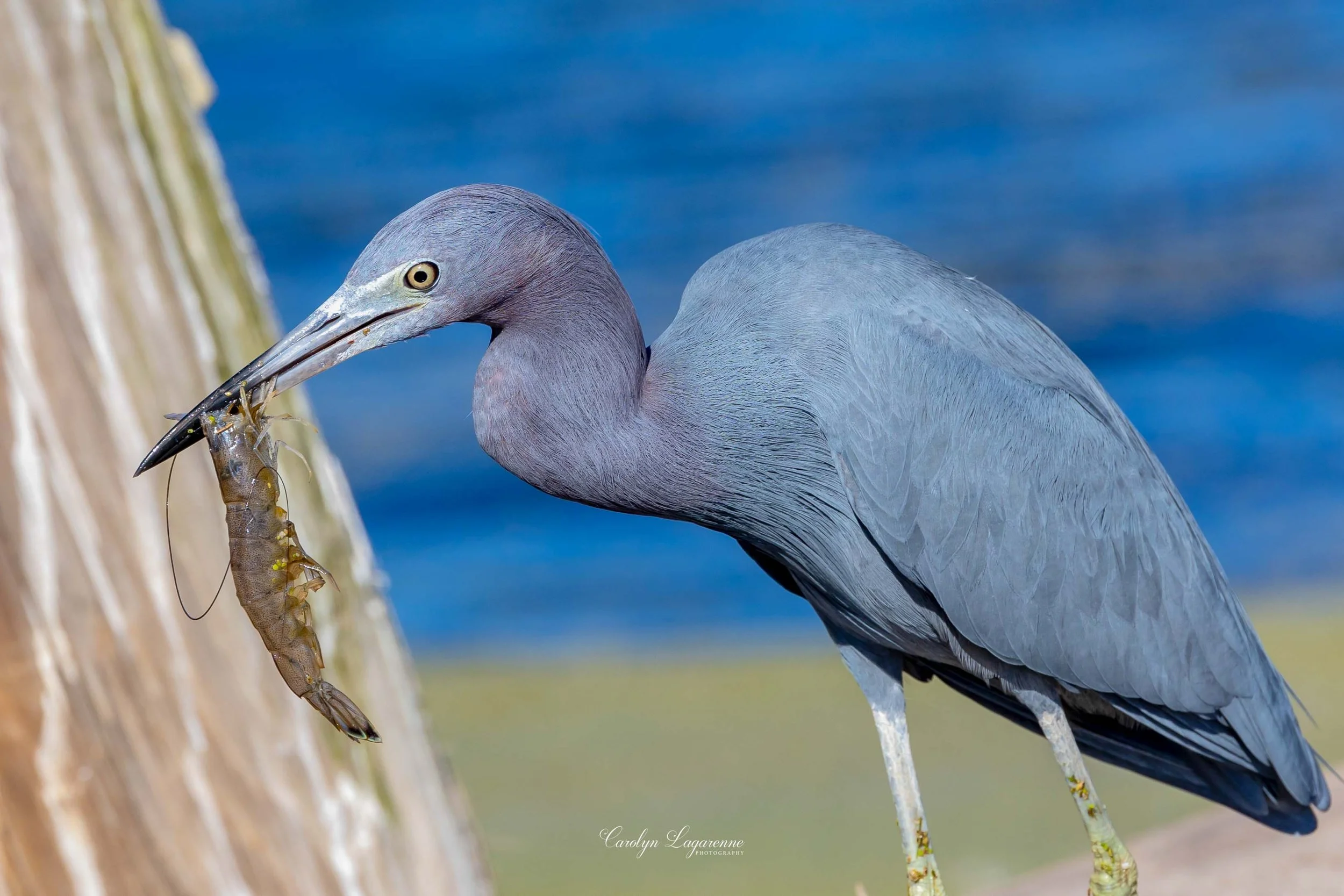 Little Blue Heron