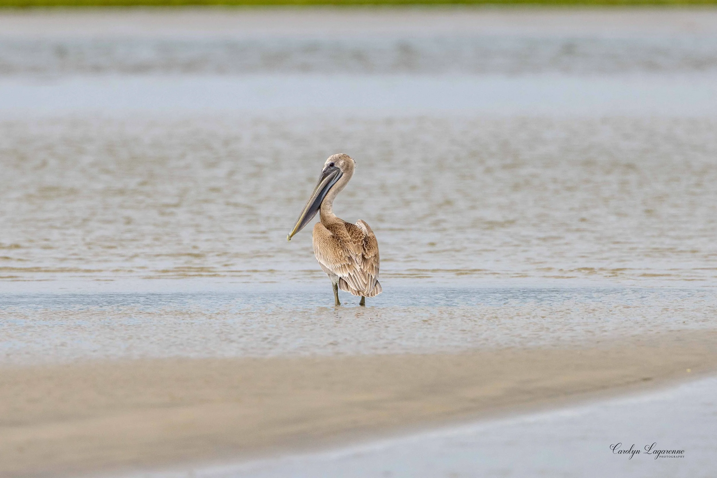 Brown Pelican