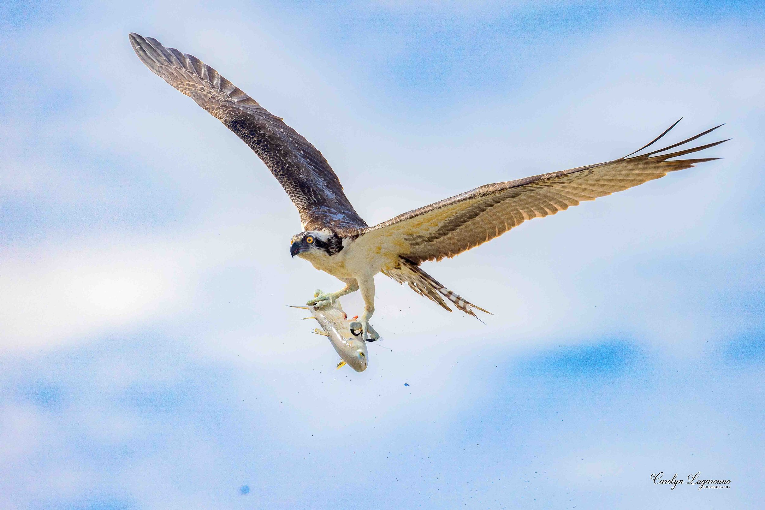Osprey
