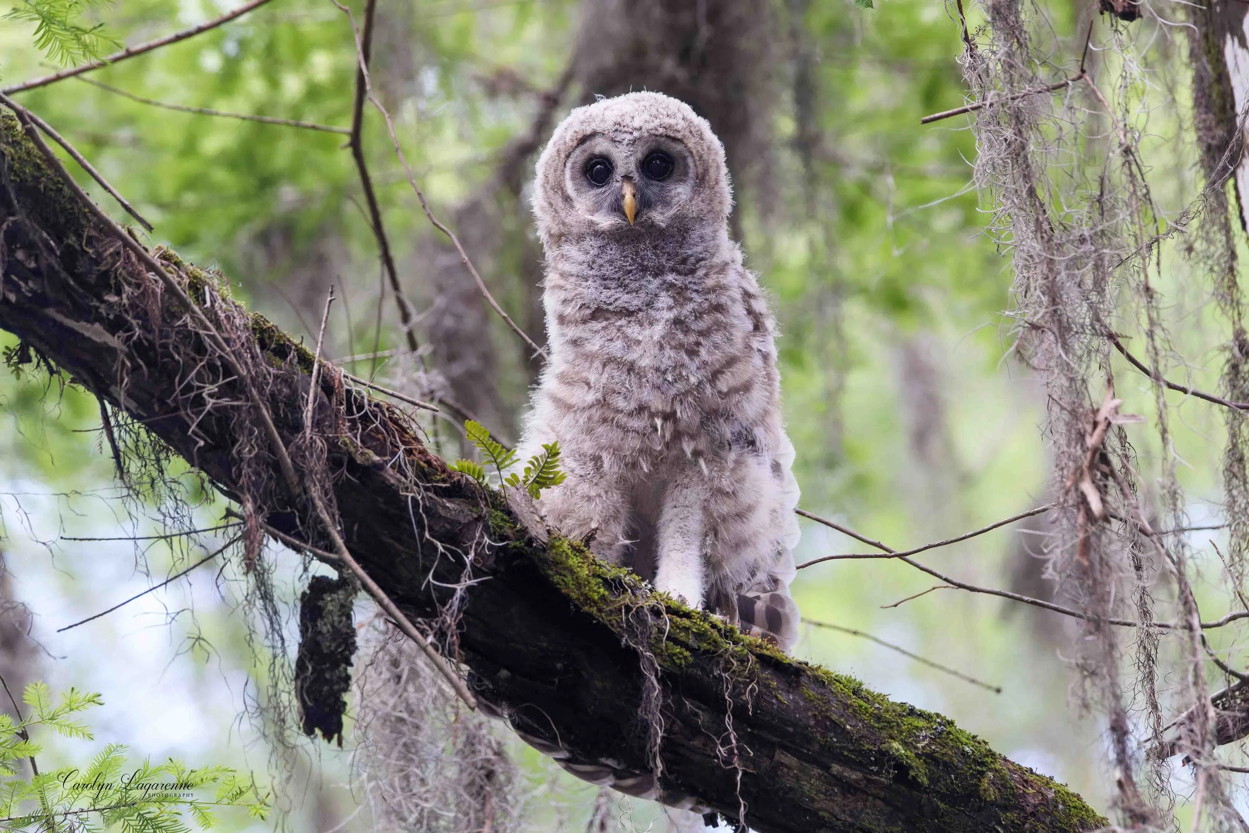 Barred Owlet