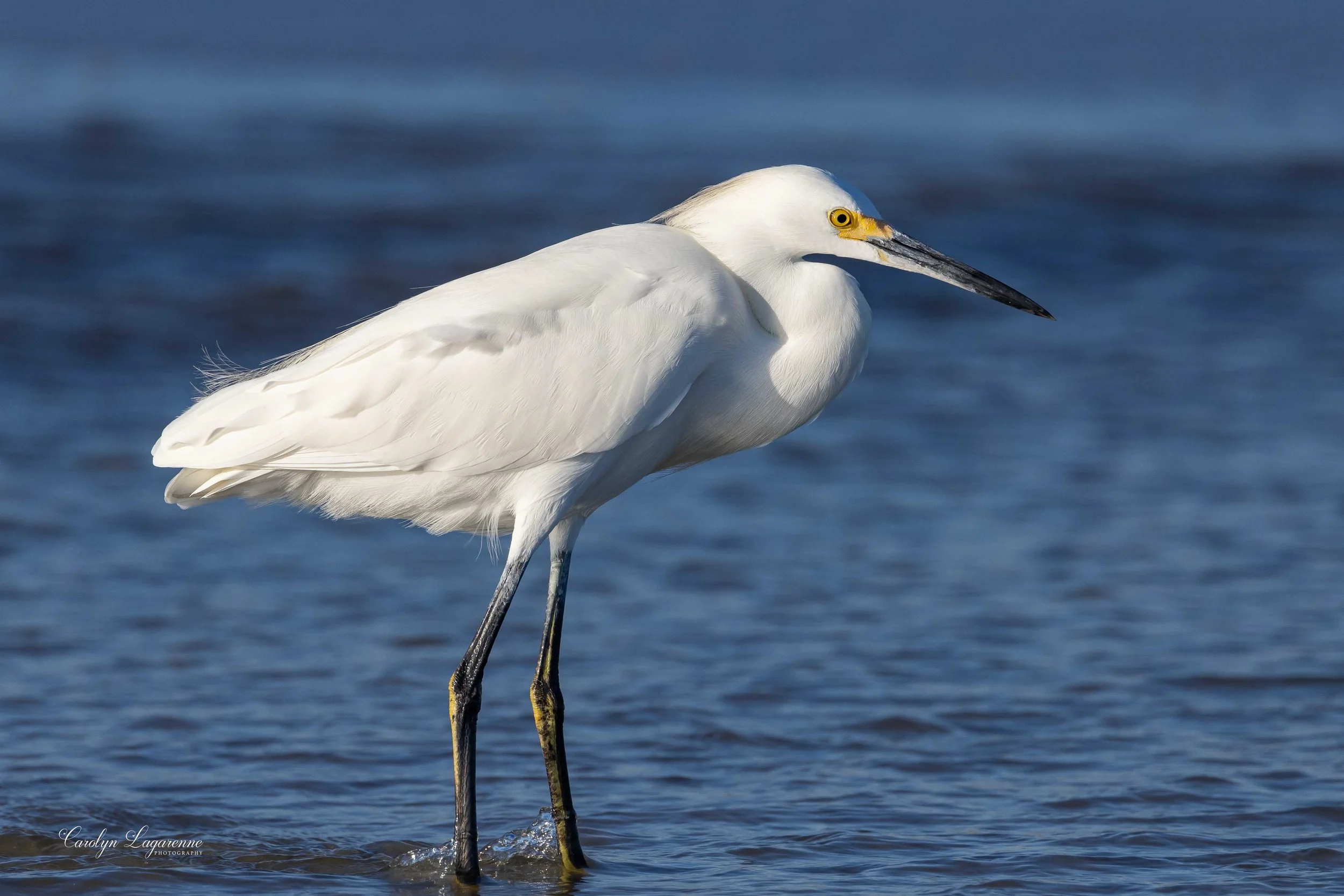 Snowy Egret