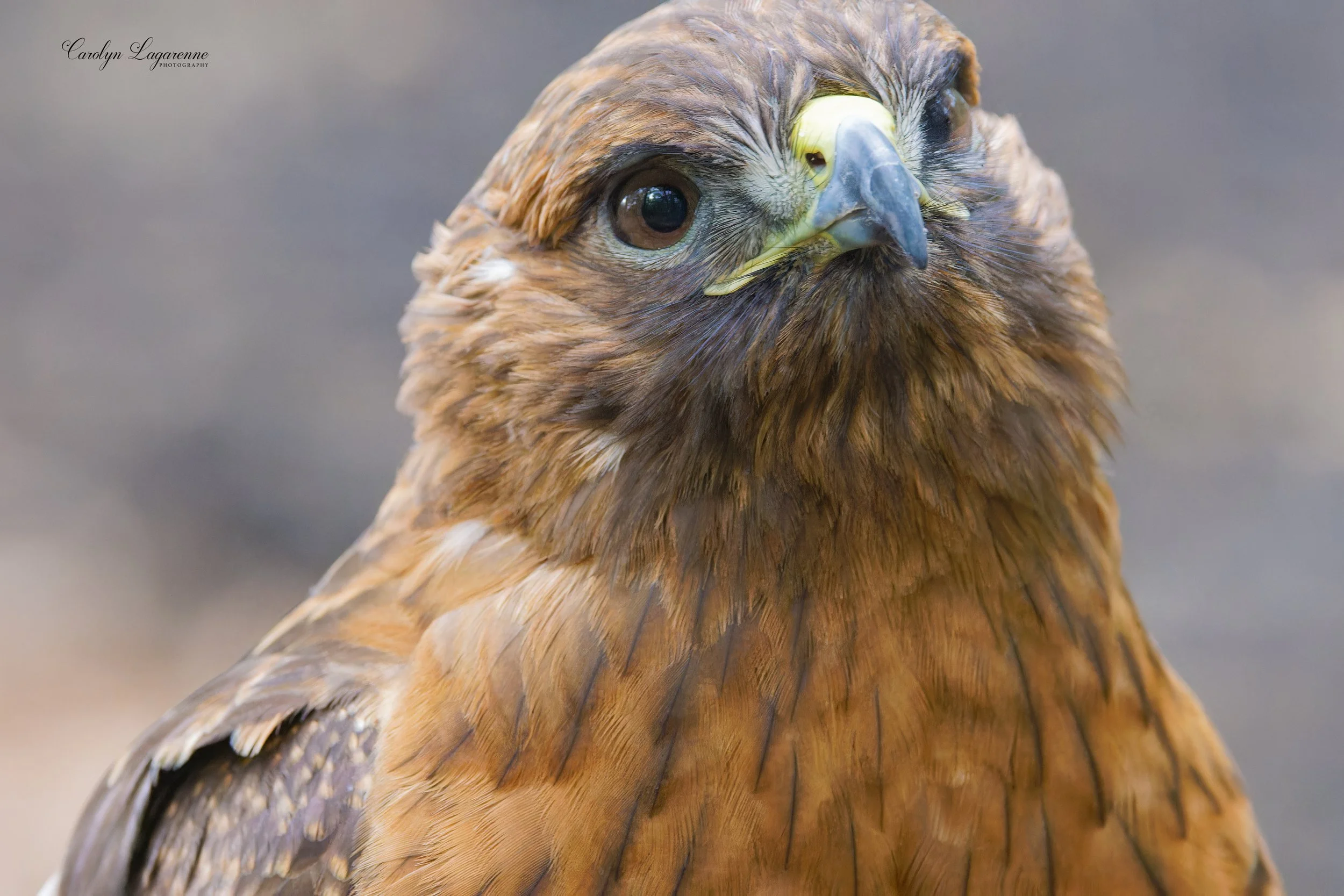 Harris's Hawk