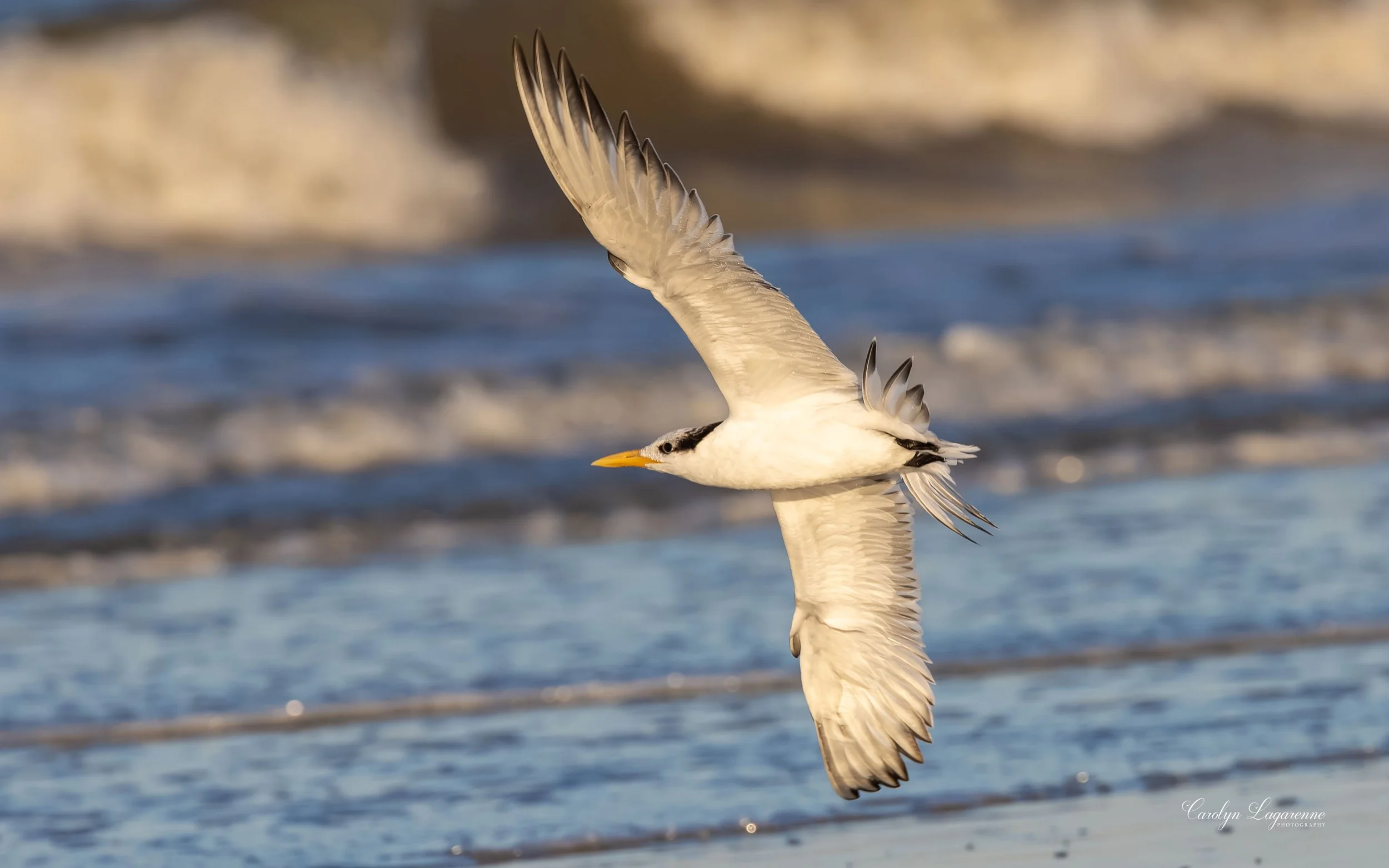 Royal Tern