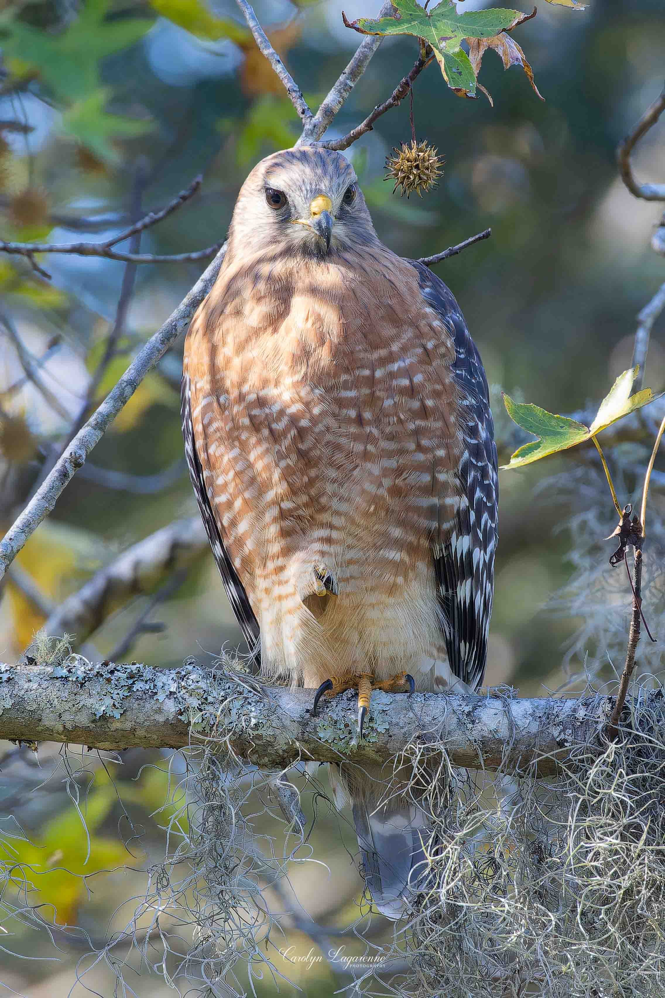 Red-shouldered Hawk