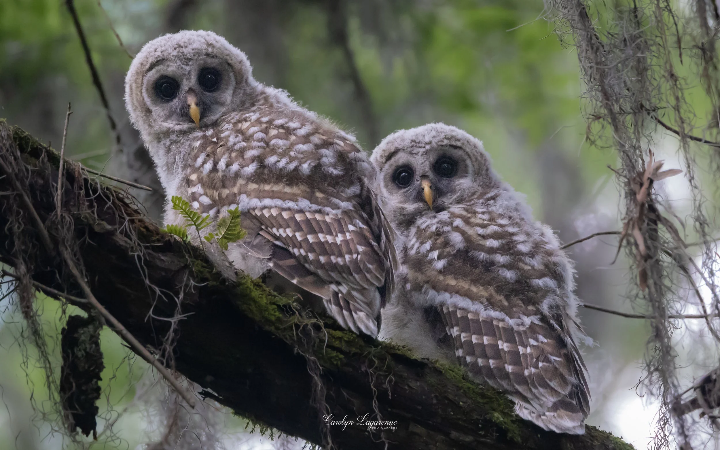 Barred Owlet Siblings