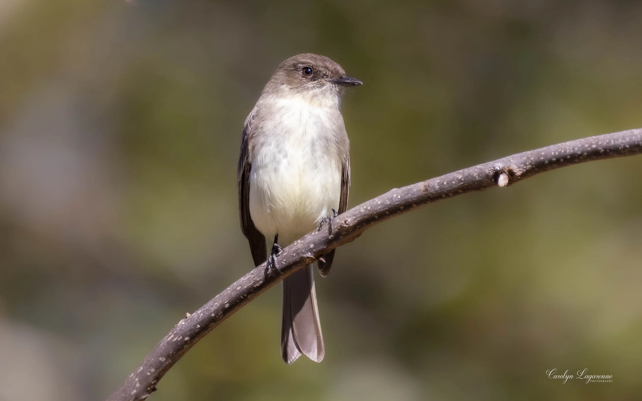 Eastern Phoebe