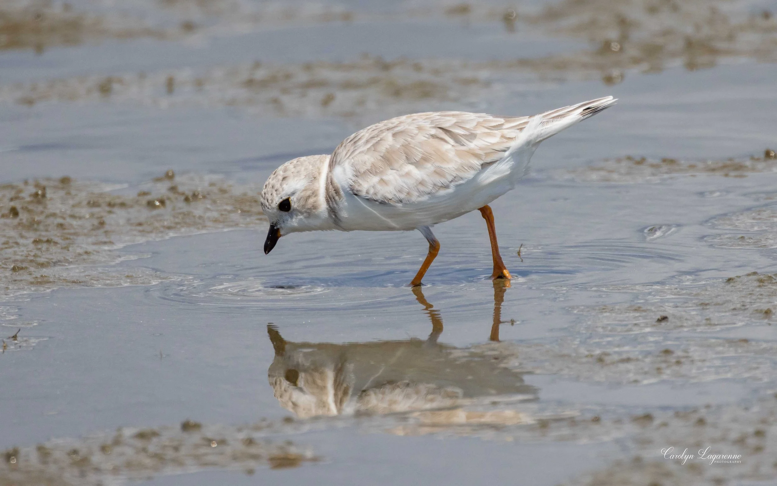 Piping Plover