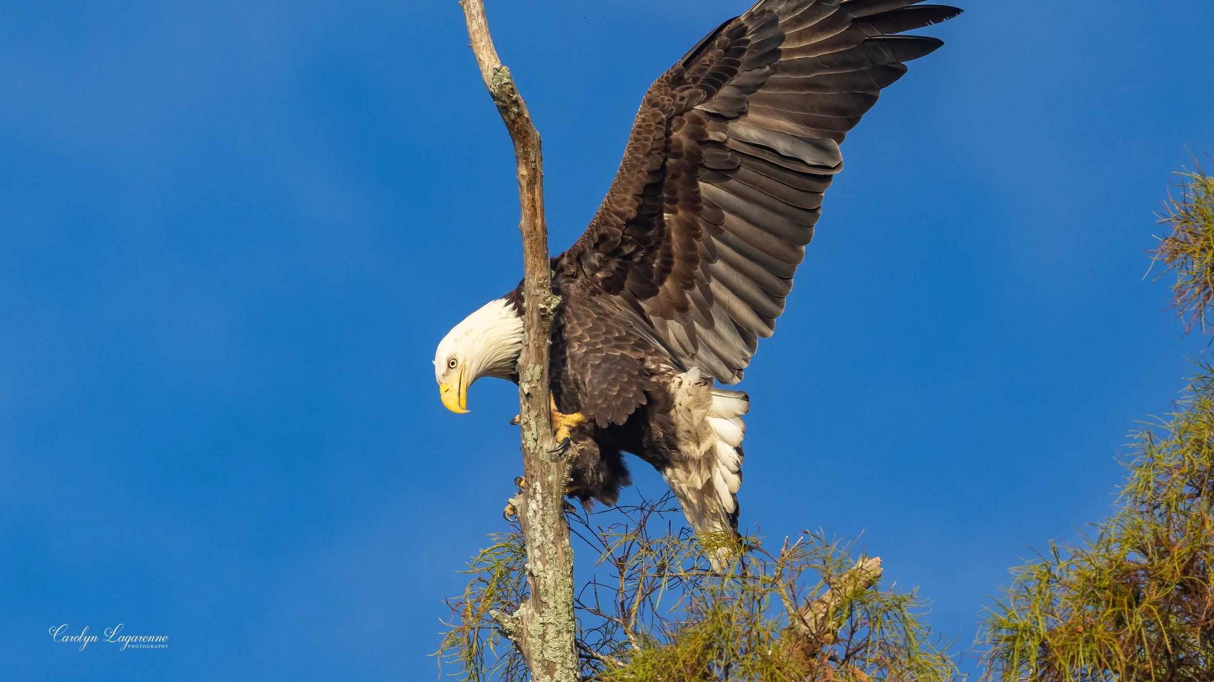 American Bald Eagle