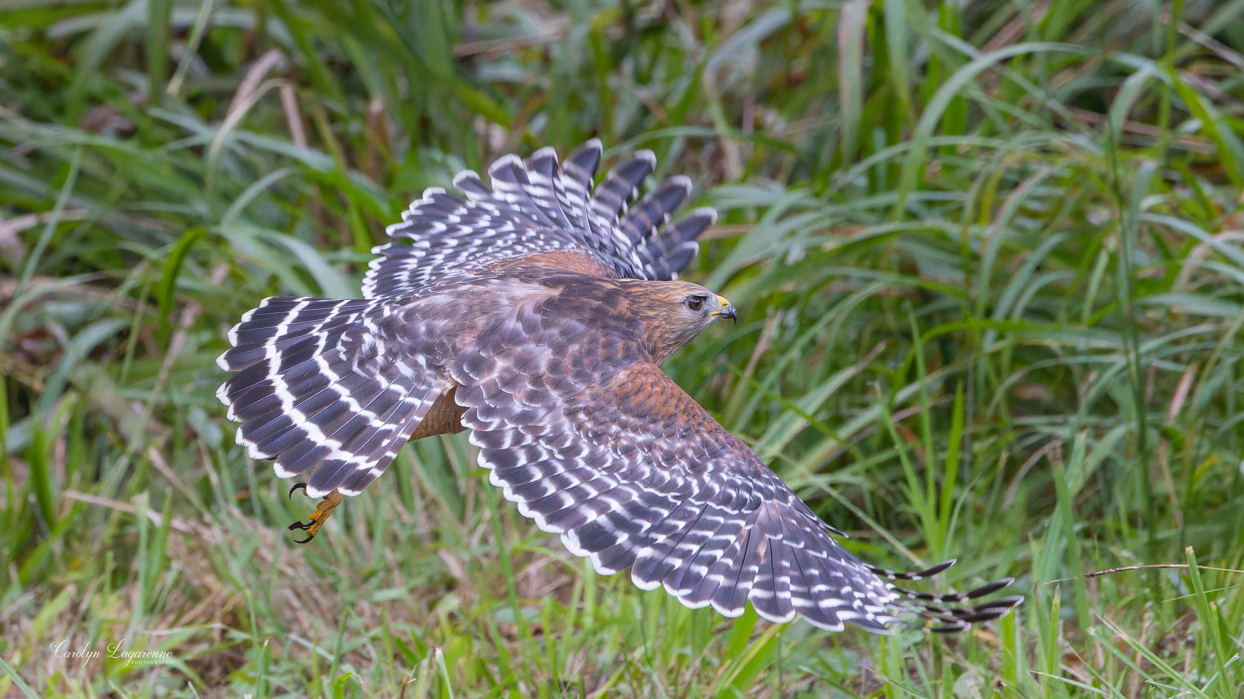 Red-shouldered Hawk