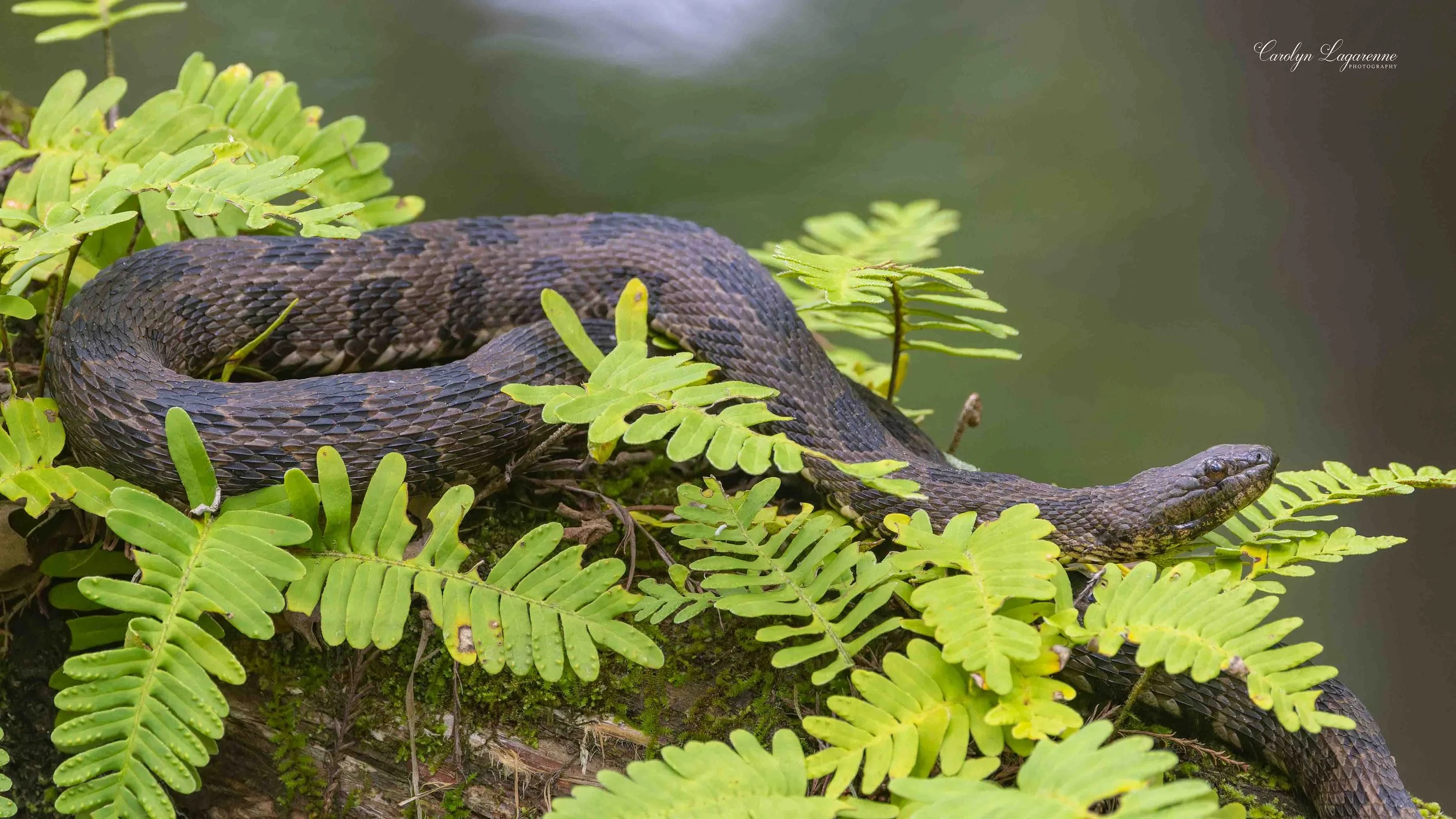 Brown Watersnake