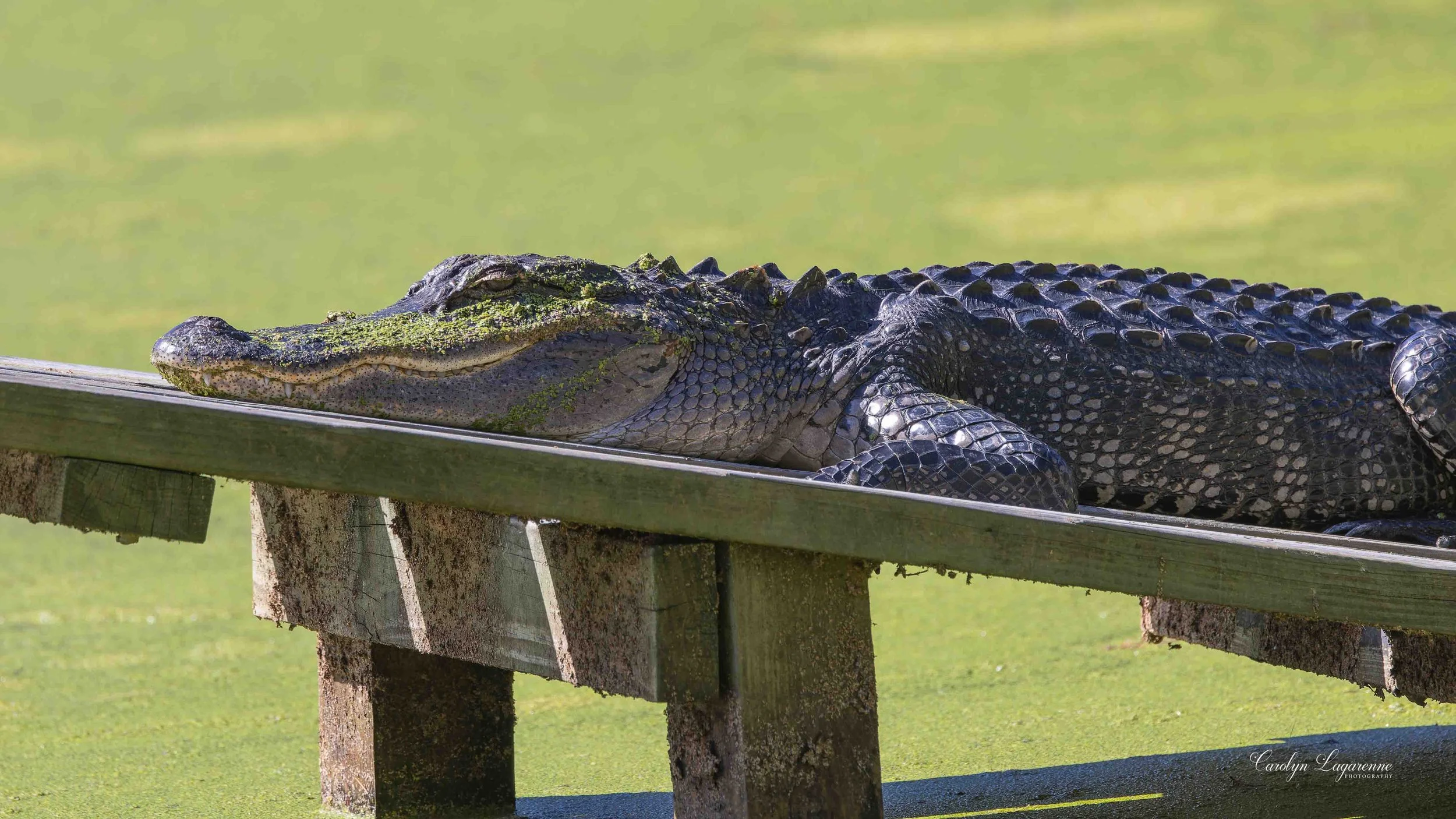 Alligator