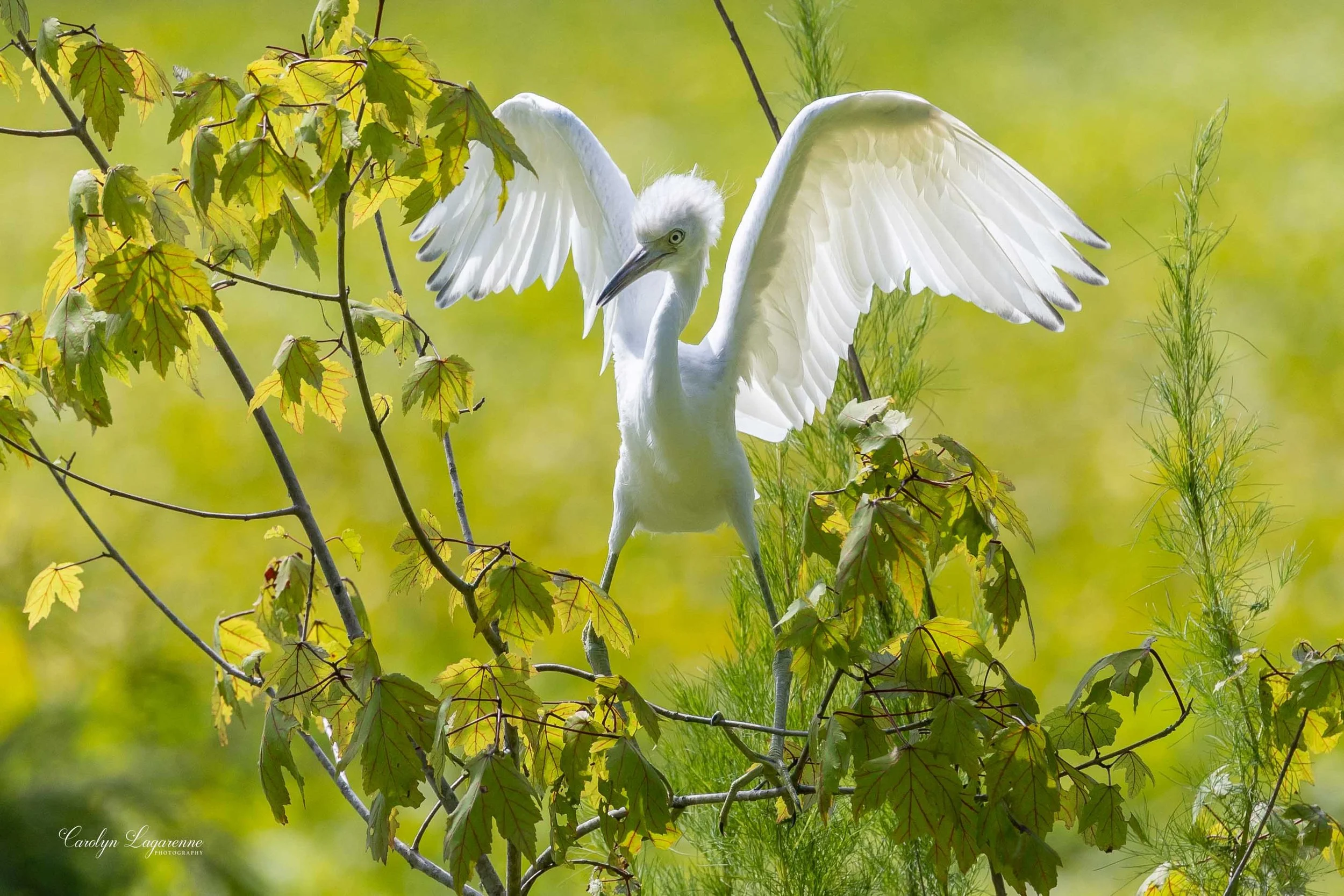 "Balancing," Little Blue Heron