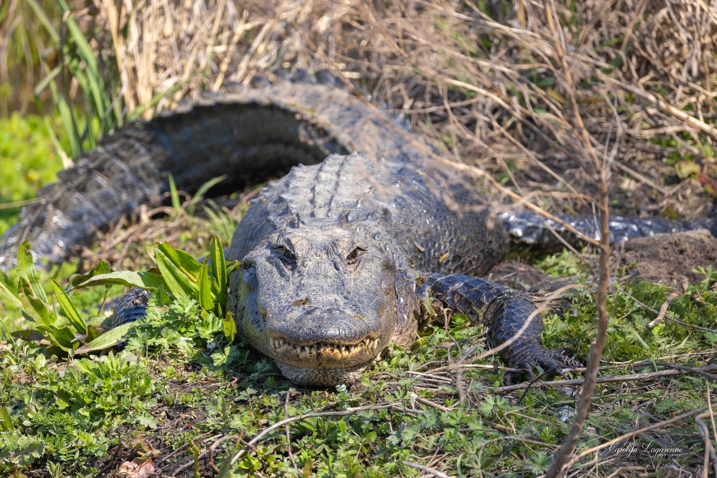 5L1A3190-CR3_DxO_DeepPRIMEXD.jpg