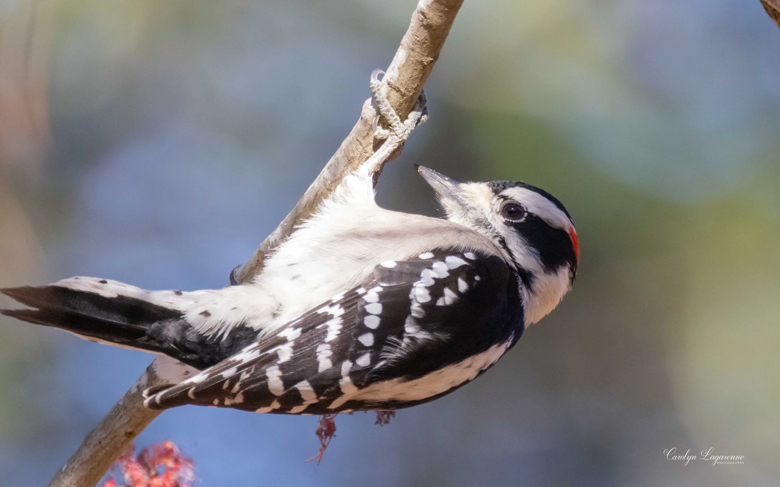 Downy Woodpecker