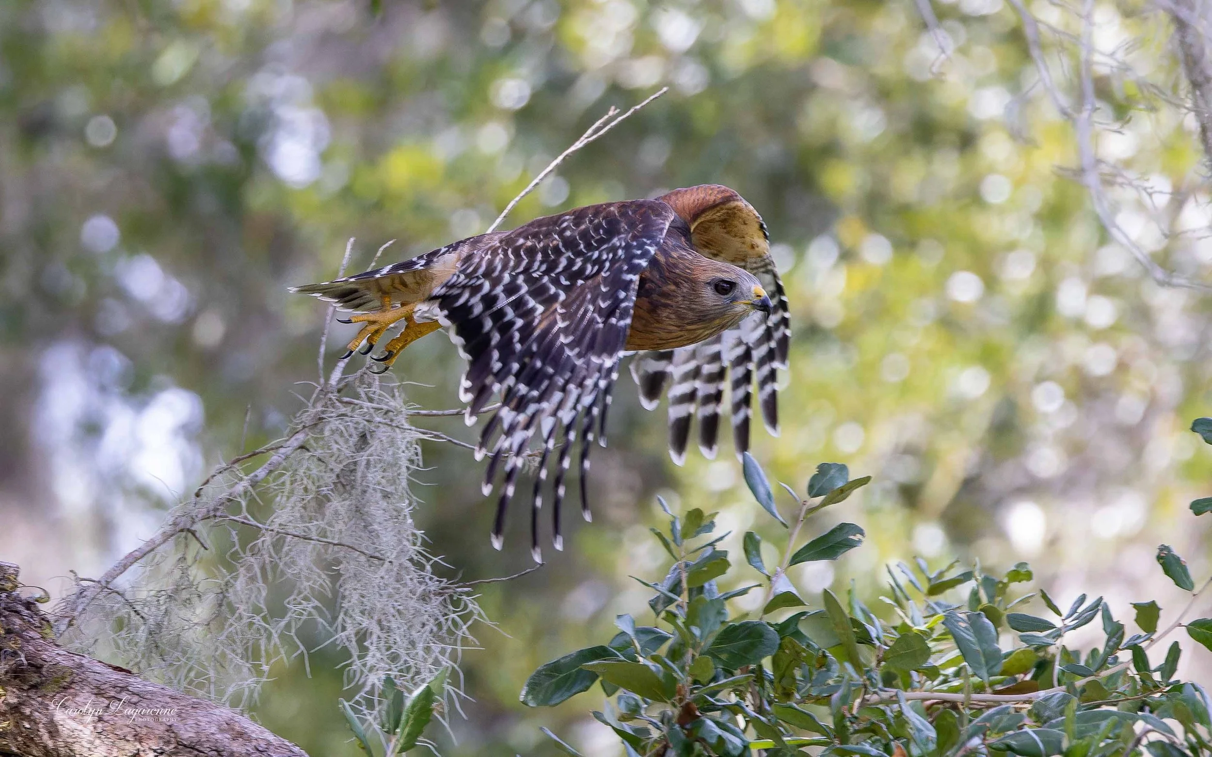 Red-shouldered Hawk