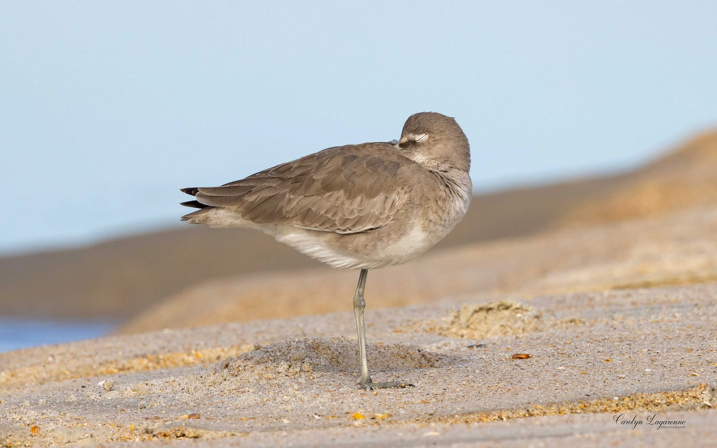 "Nap time," Willet