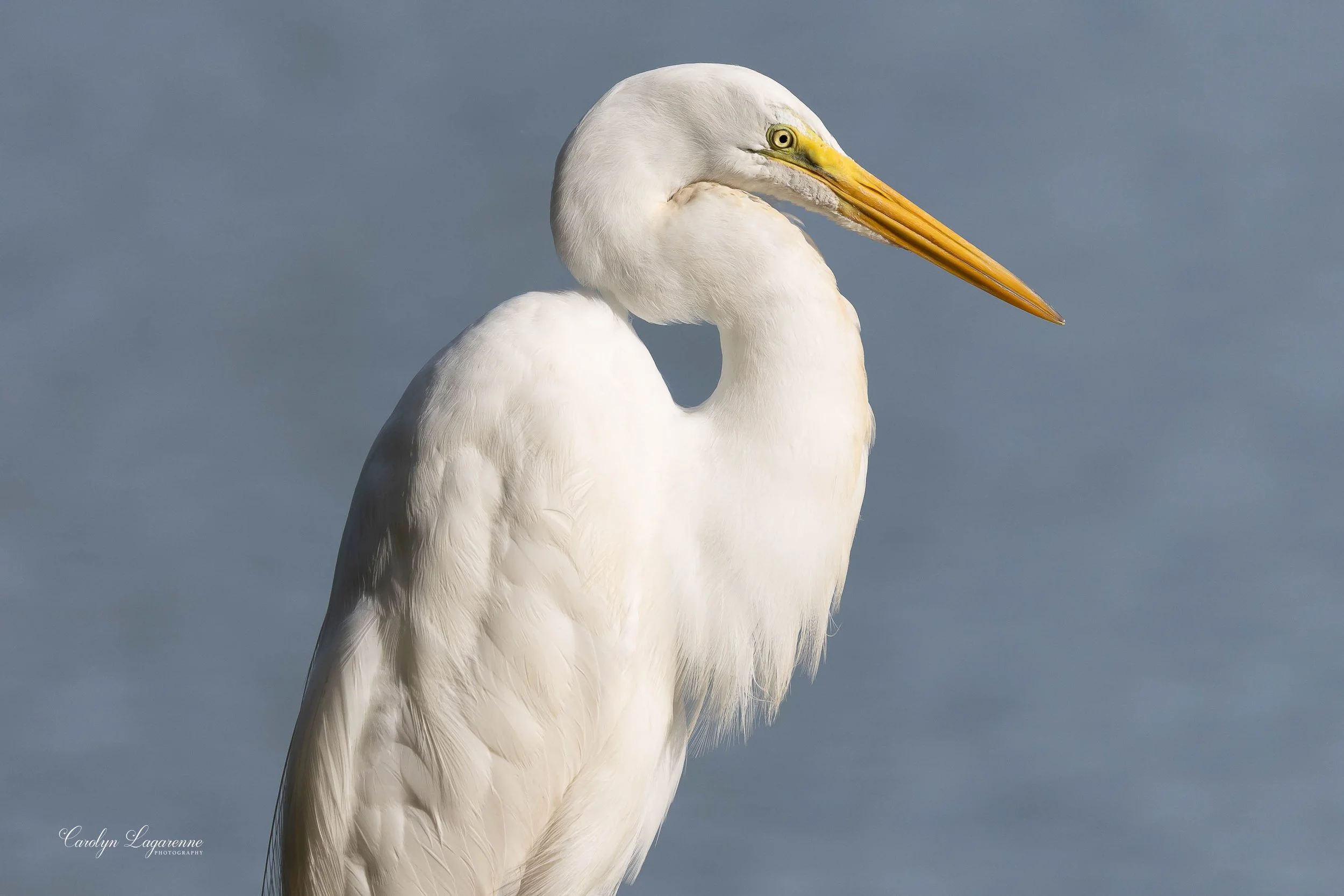 Great Egret