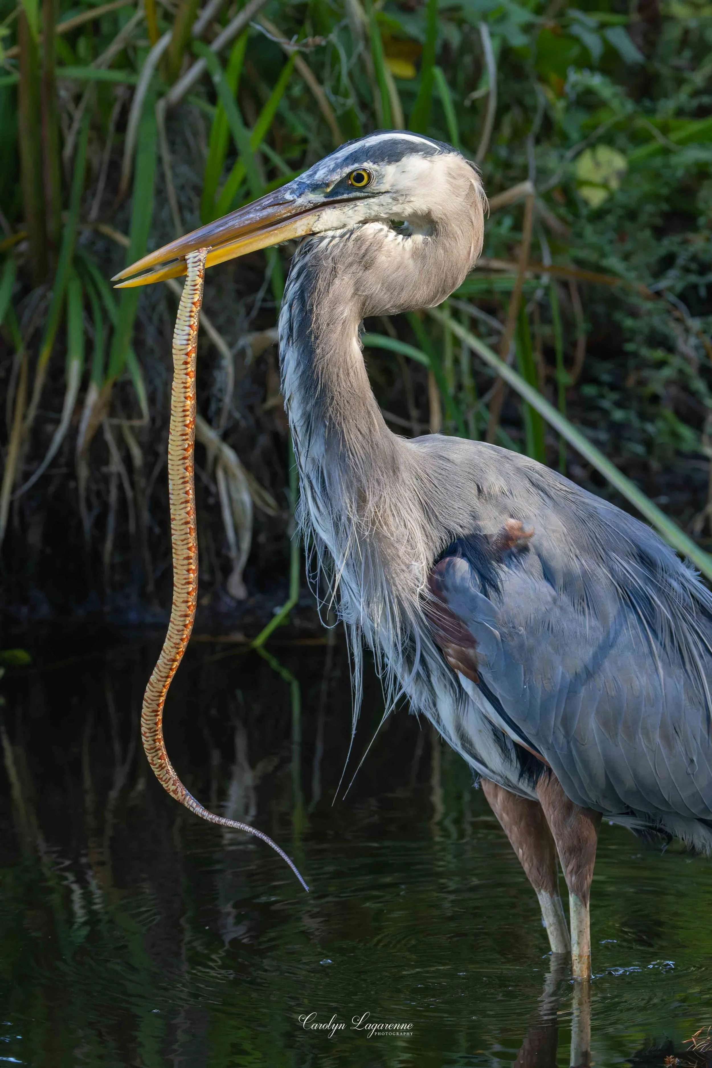 Great Blue Heron