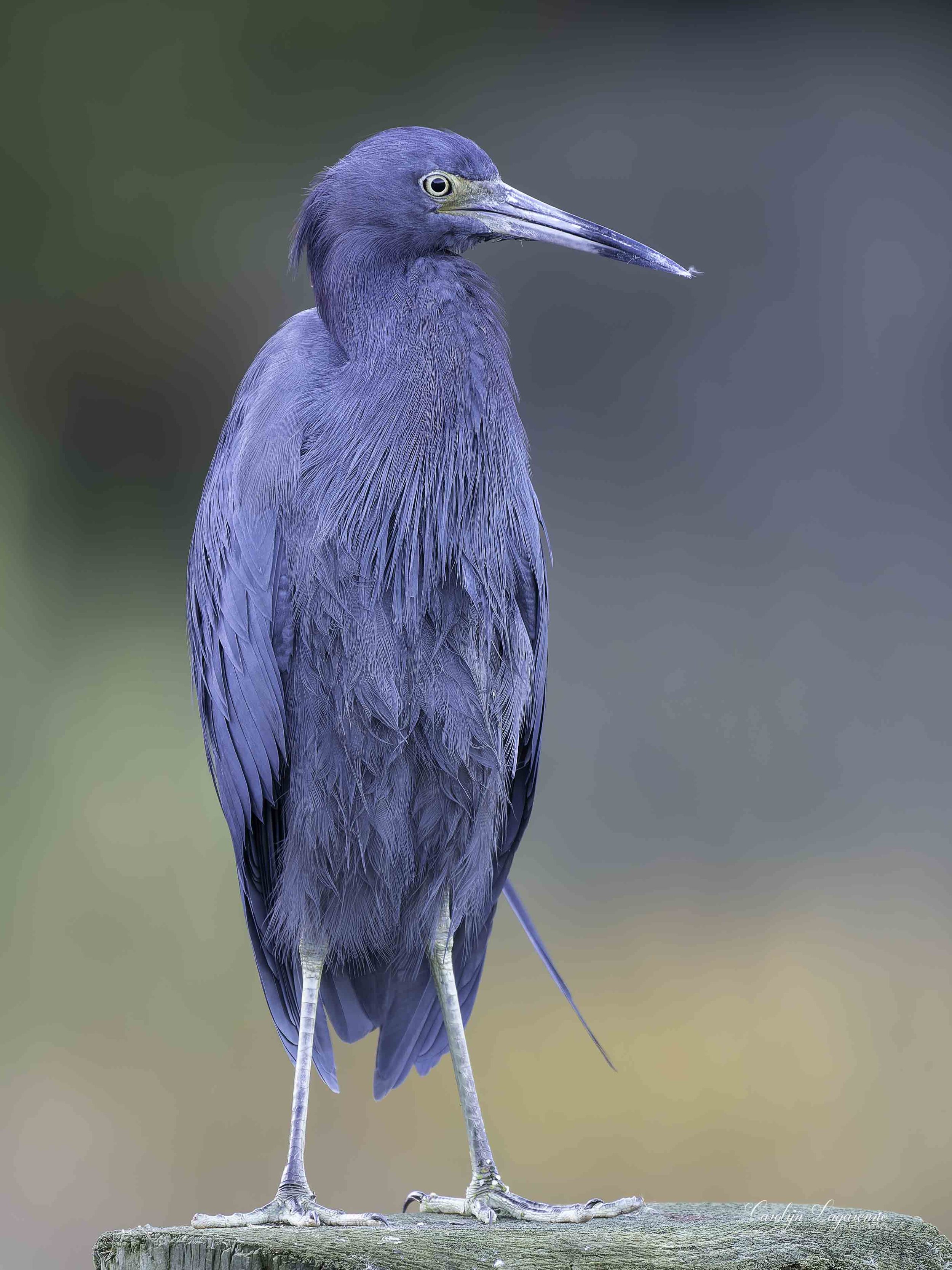 PB137233-013.jpg