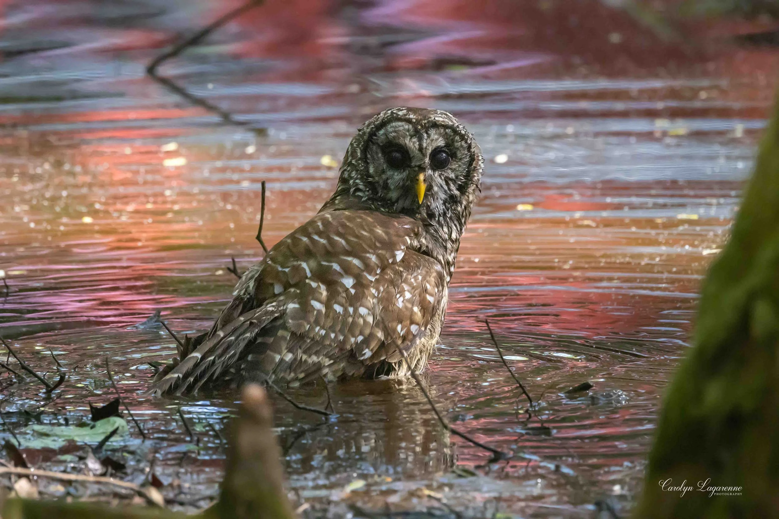 Barred Owl