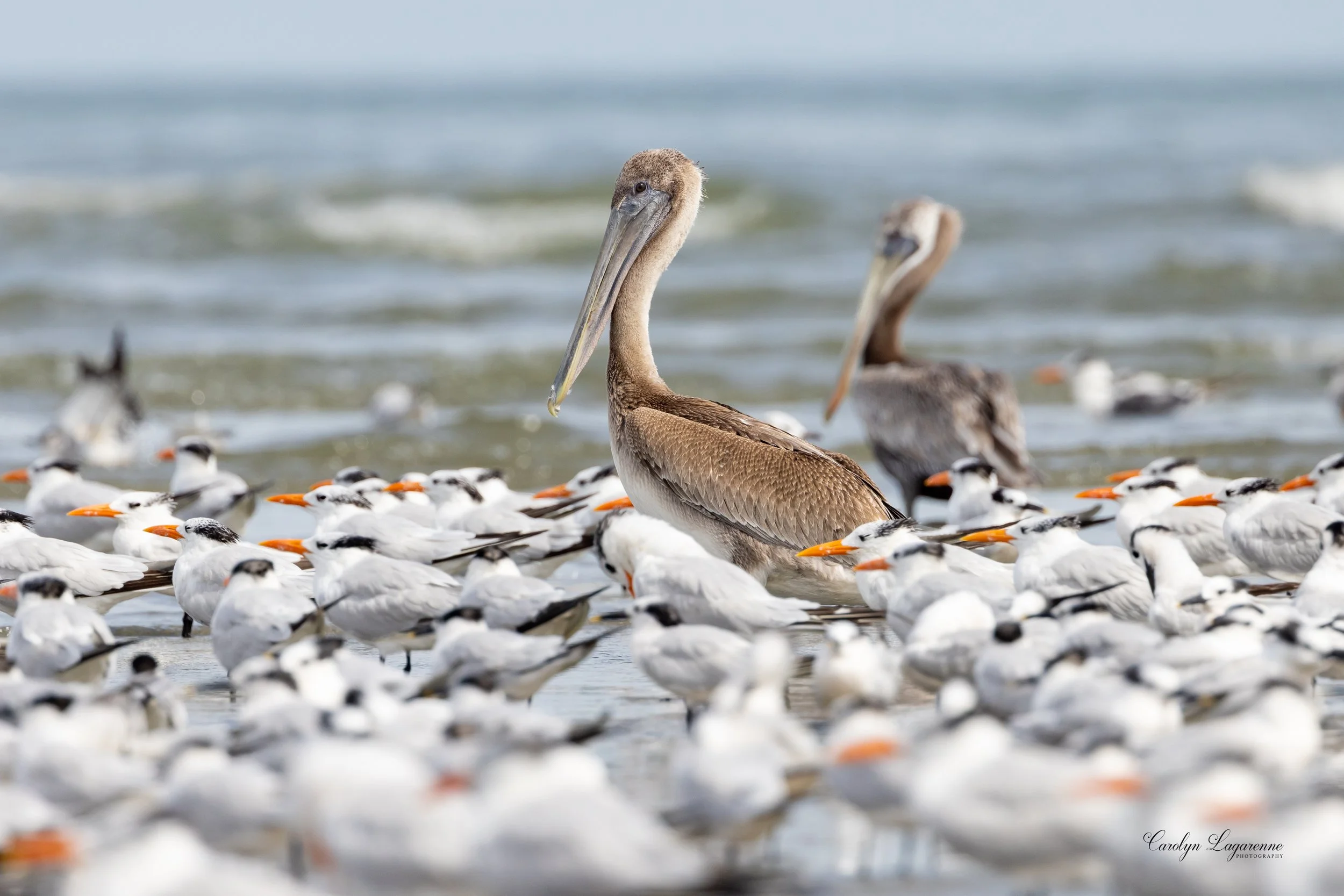 Brown Pelicans & Royal Terns