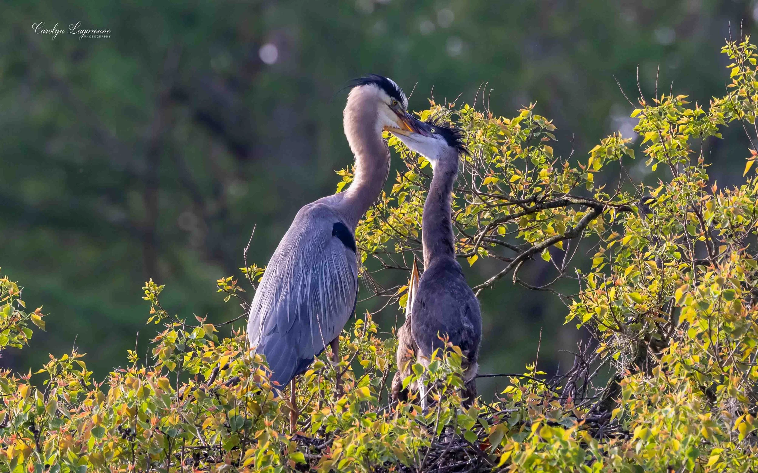 "Nesting," Great Egrets