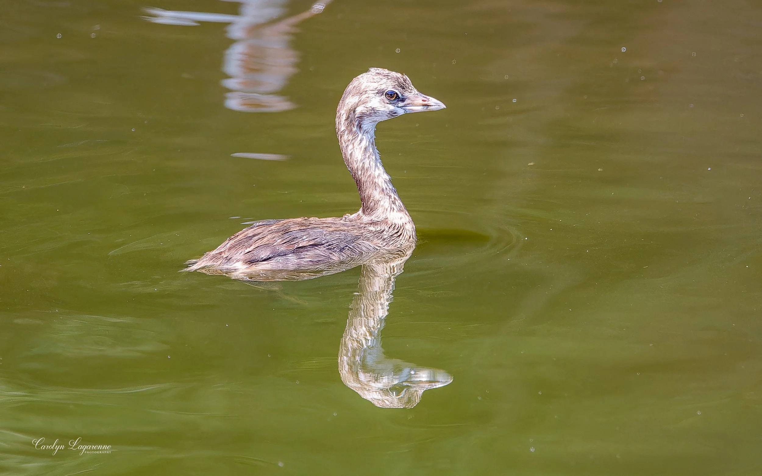 Pied-billed Grebe