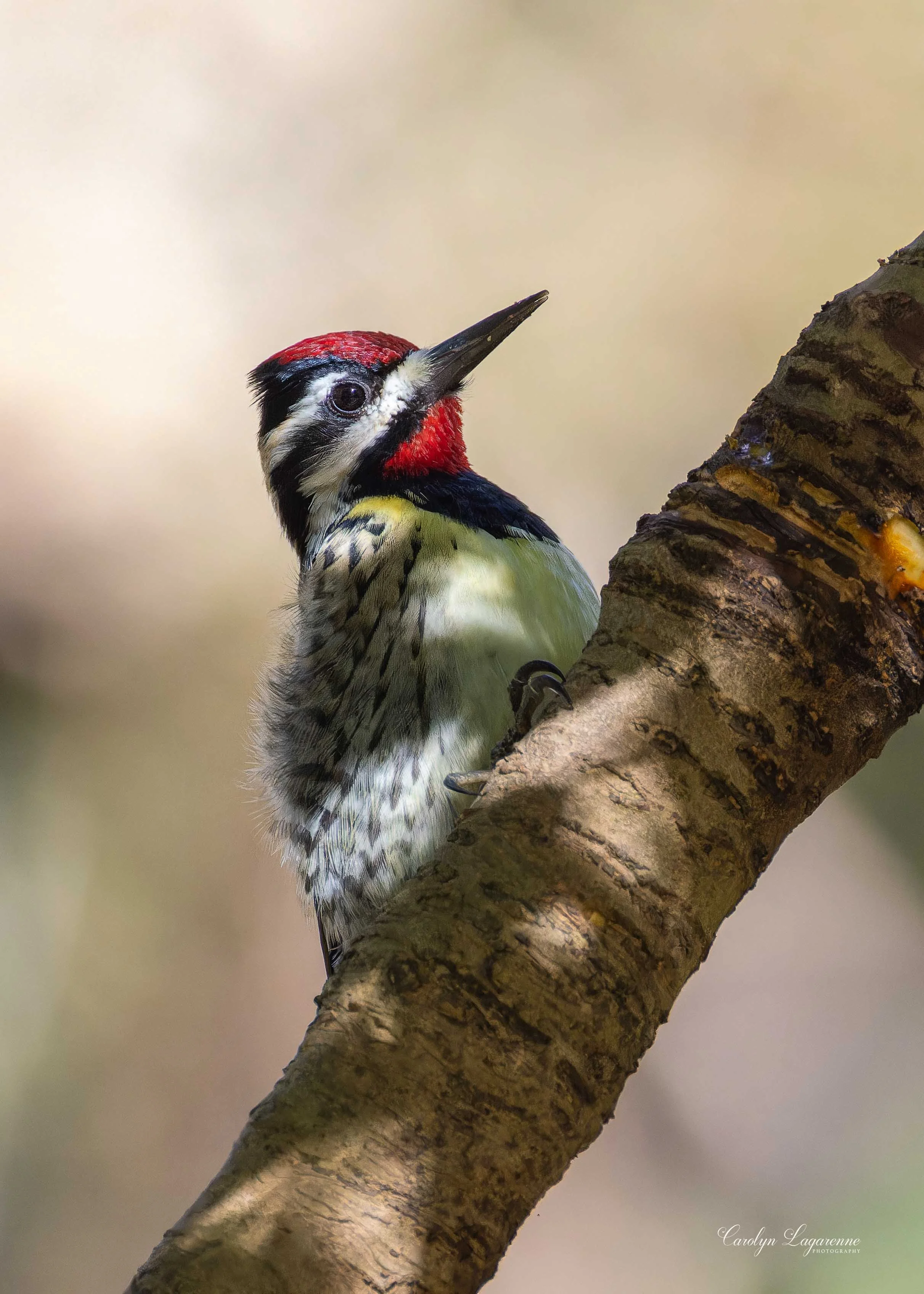 Woodpeckers
