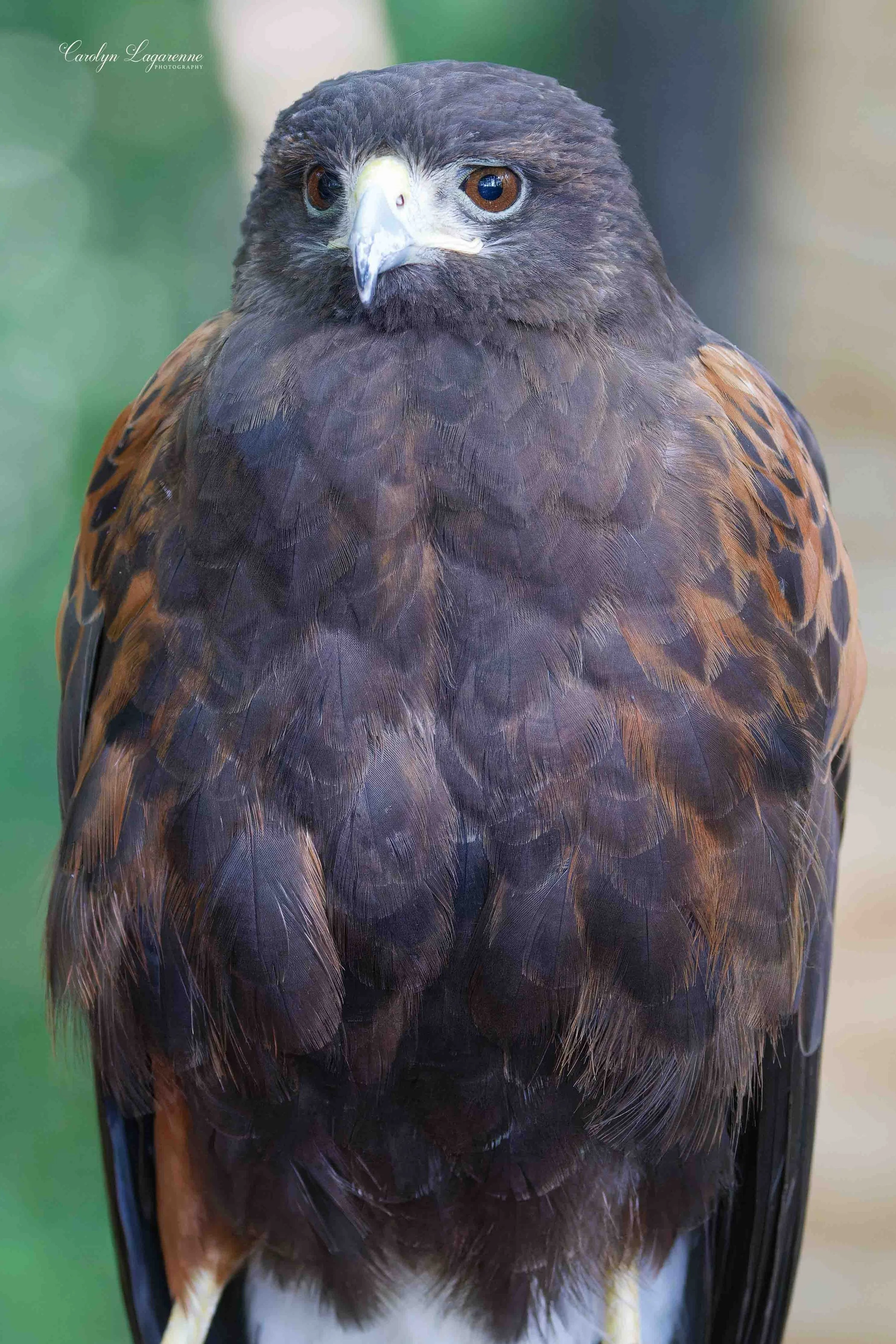 Harris's Hawk