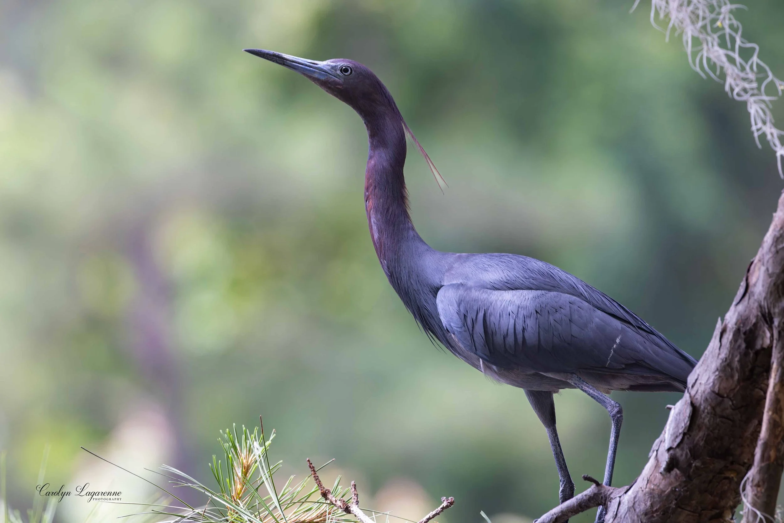 Little Blue Heron