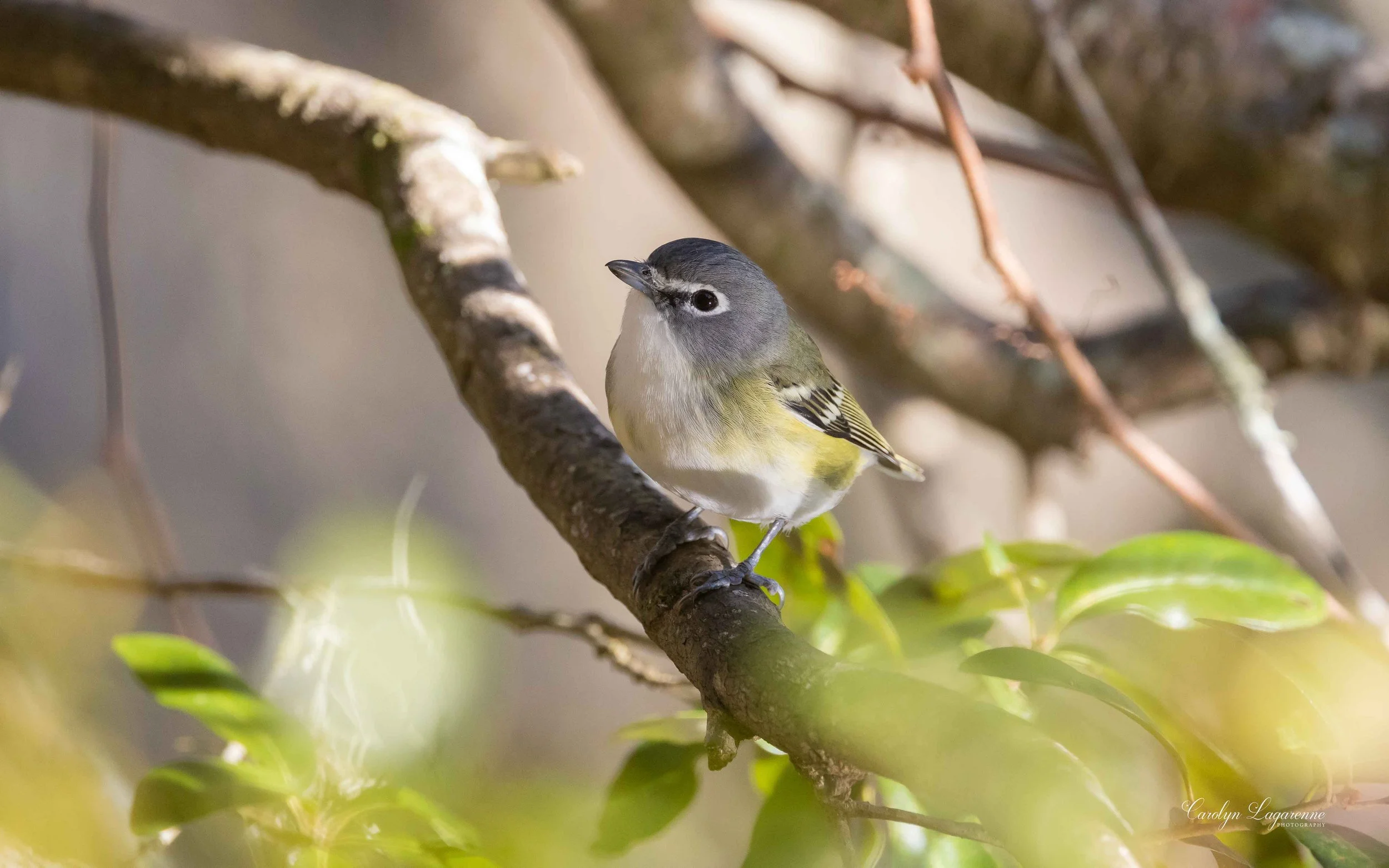 Blue-headed Vireo