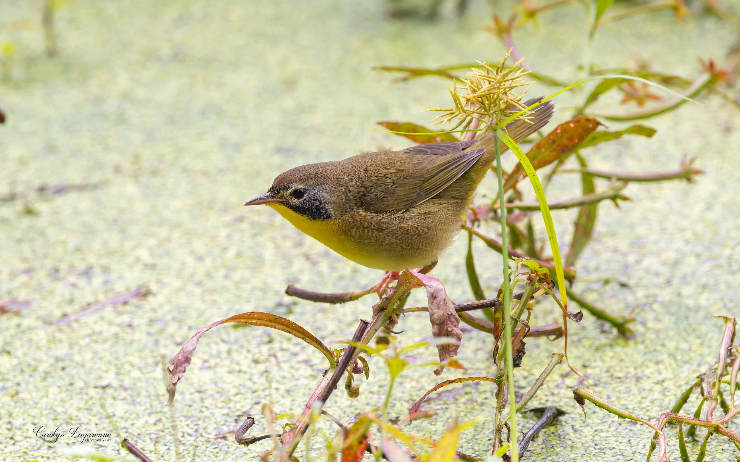 Common Yellowthroat (Immature Male)