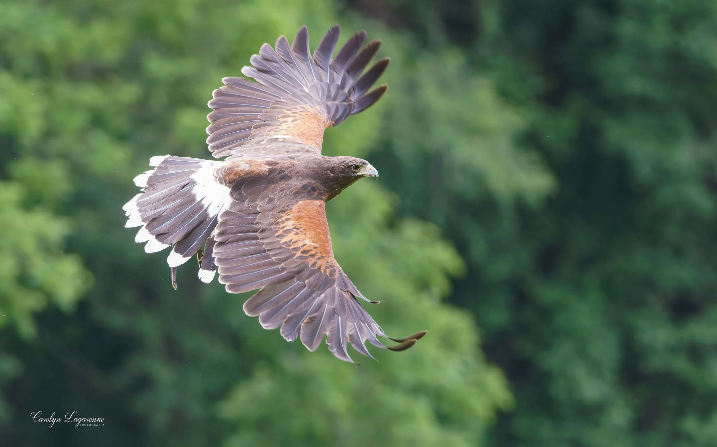 Harris's Hawk