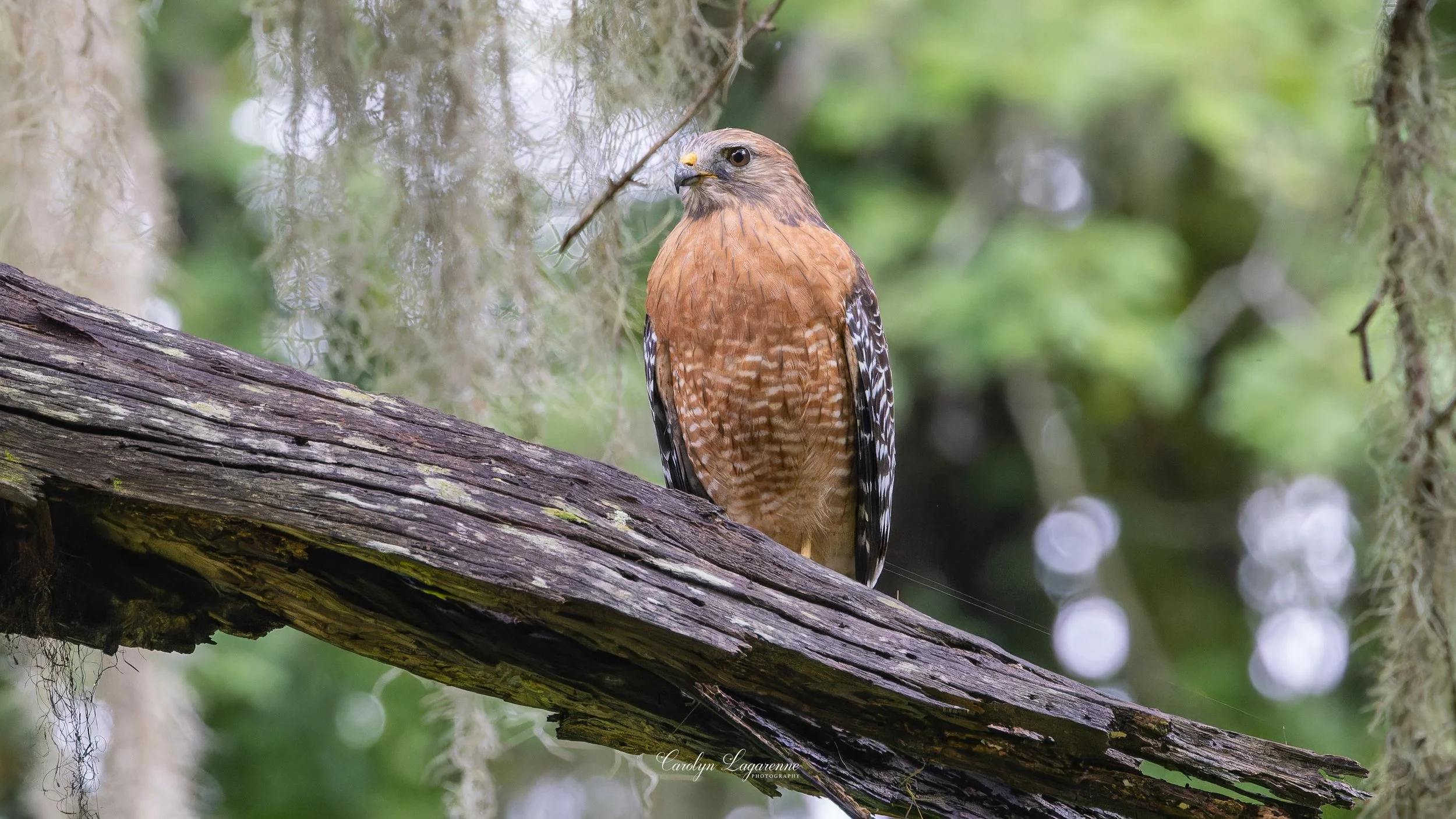 Red-shouldered Hawk